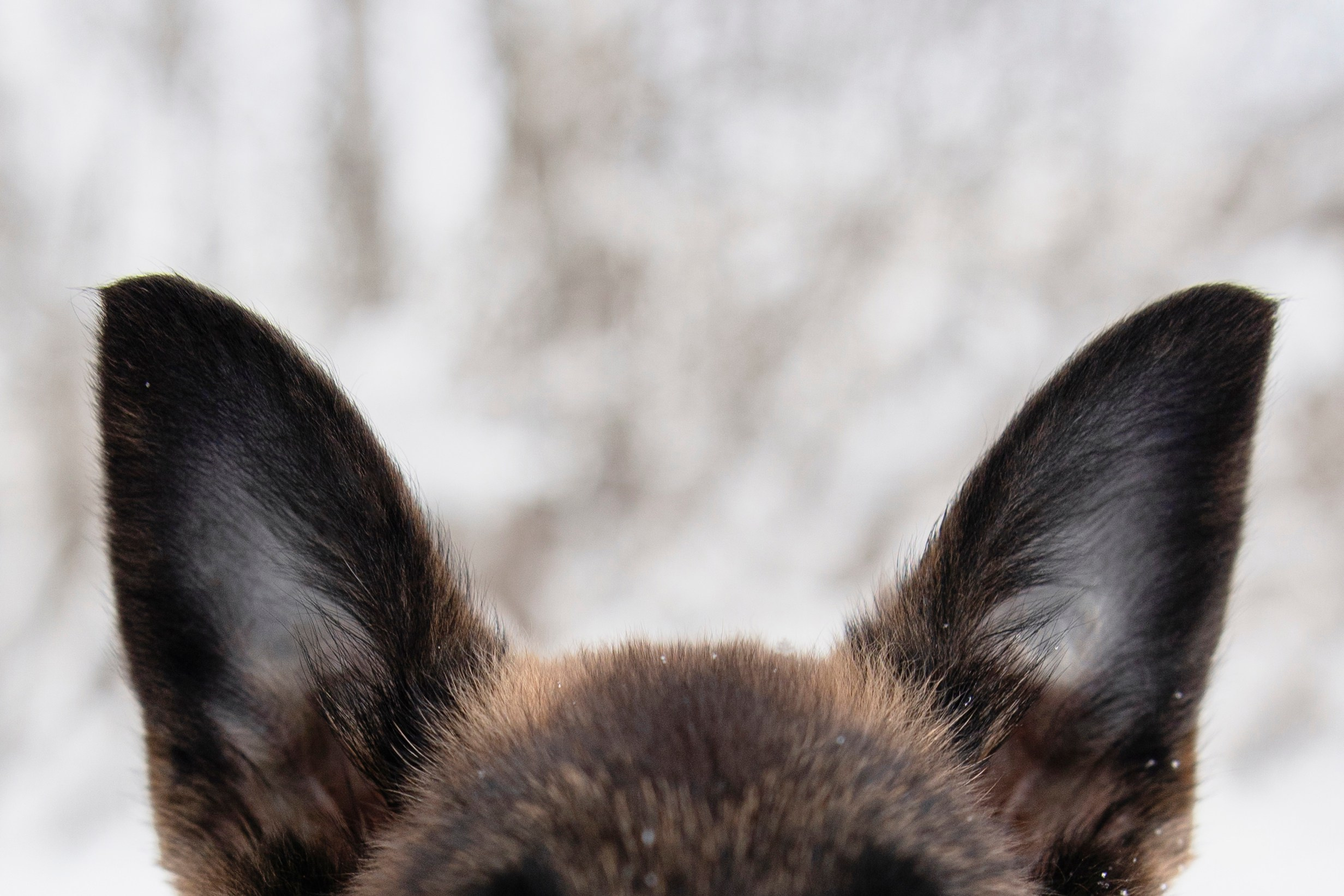 Бэлла и Панда. Анастасия Белаш