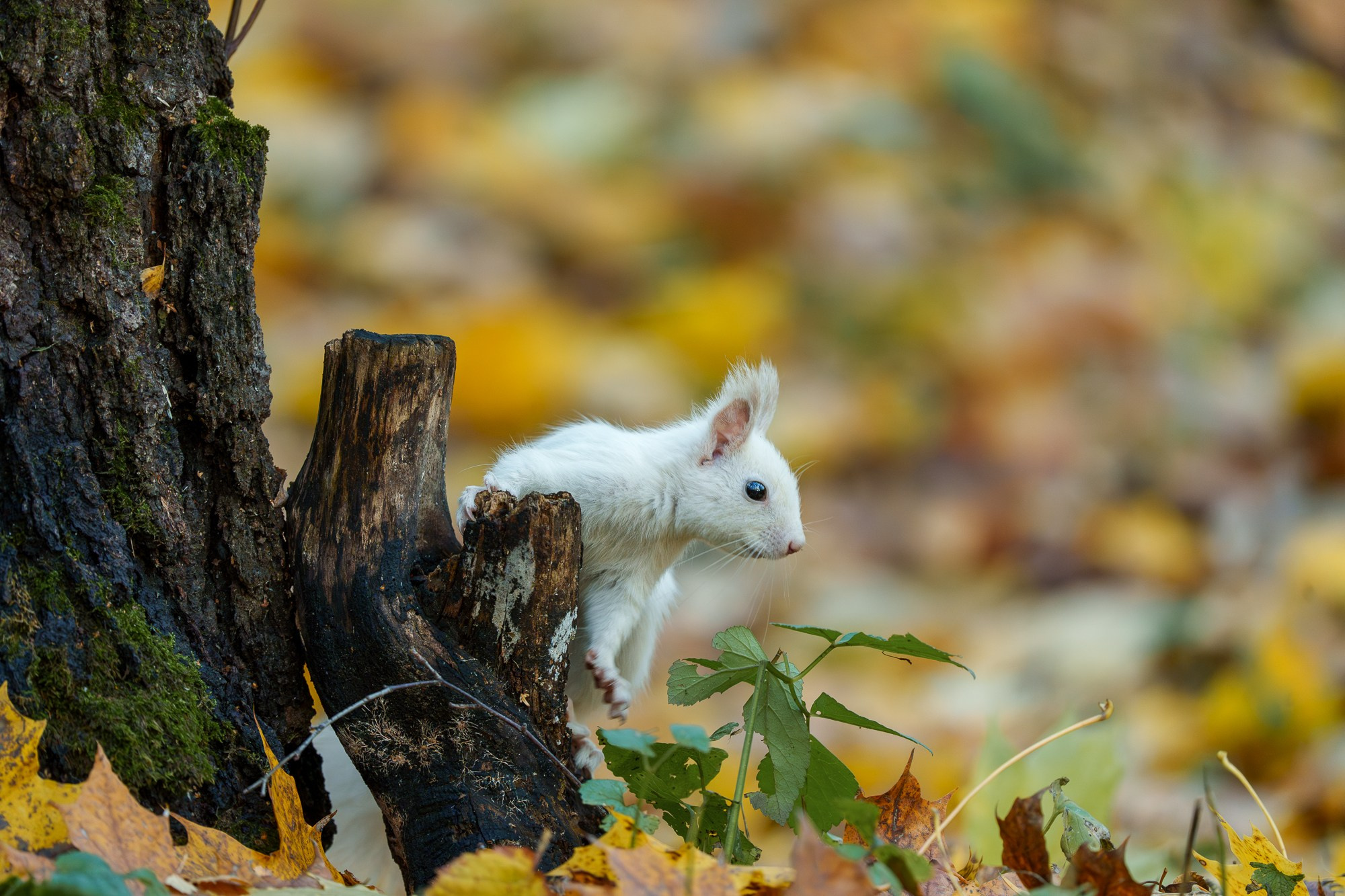 Животные. Ваш личный фотограф Марина Волкова