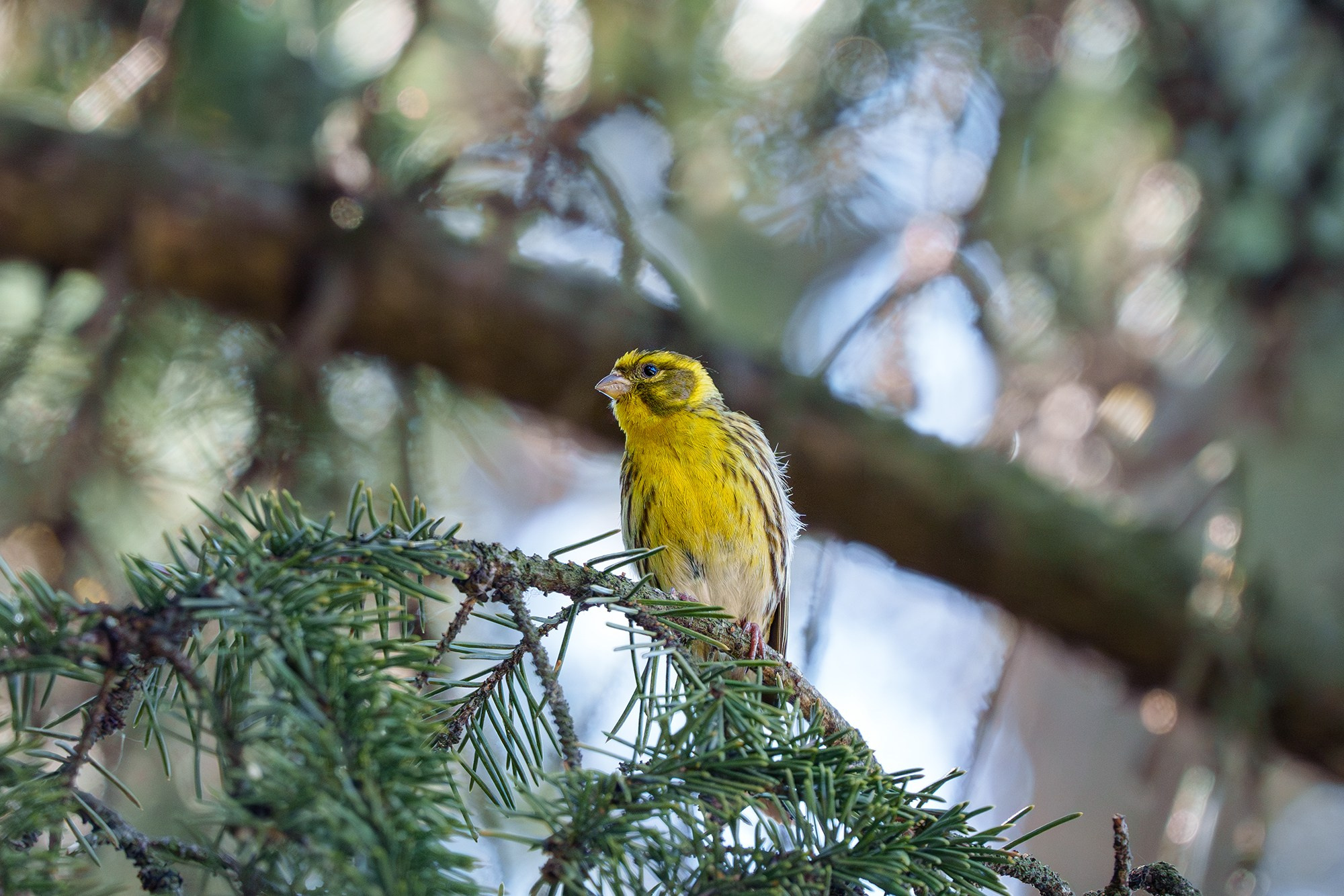 Удивительные мир птиц. Вокруг нас столько прекрасного — присмотритесь!. Ваш личный фотограф Марина Волкова