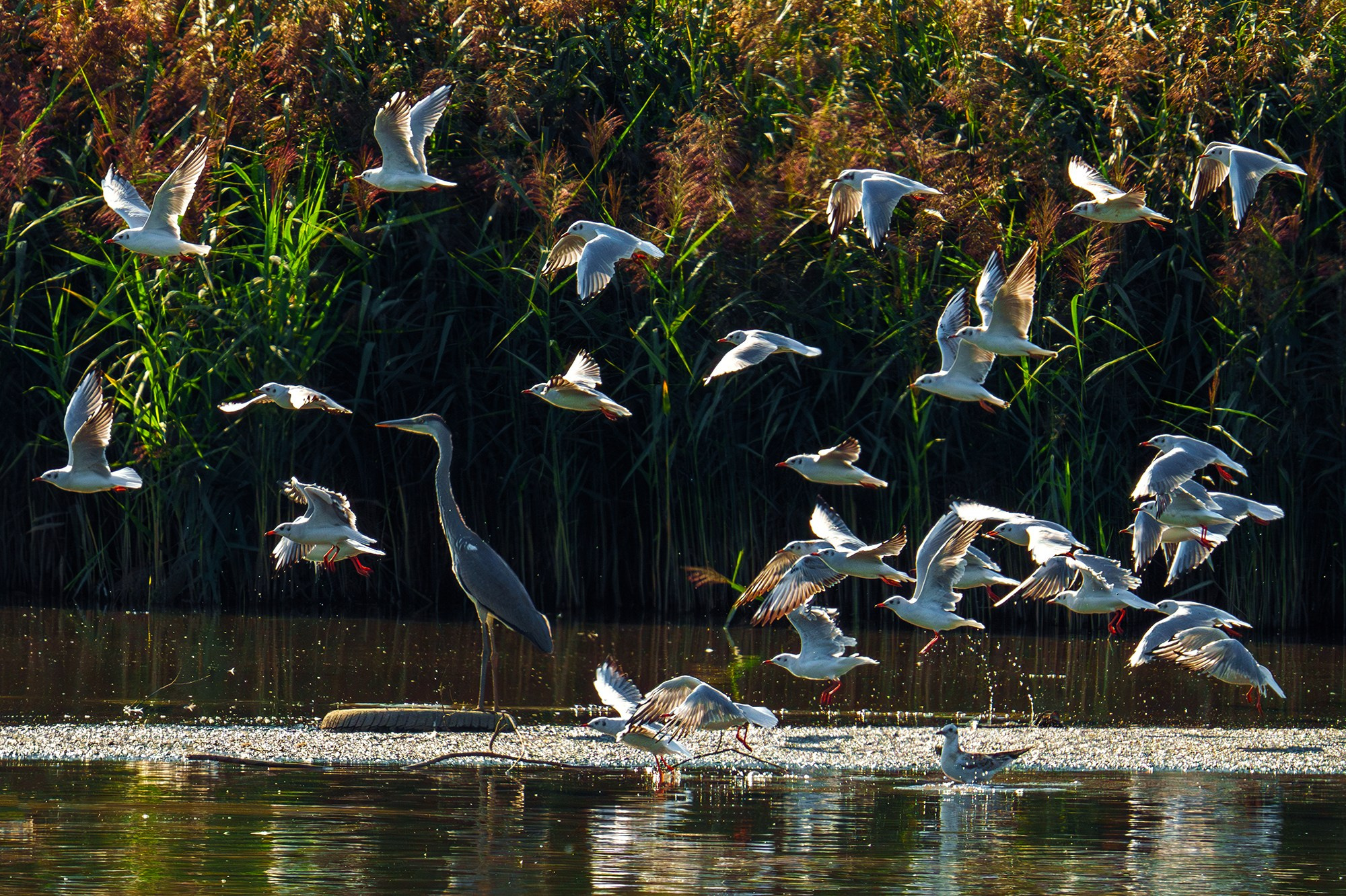 Удивительные мир птиц. Вокруг нас столько прекрасного — присмотритесь!. Ваш личный фотограф Марина Волкова