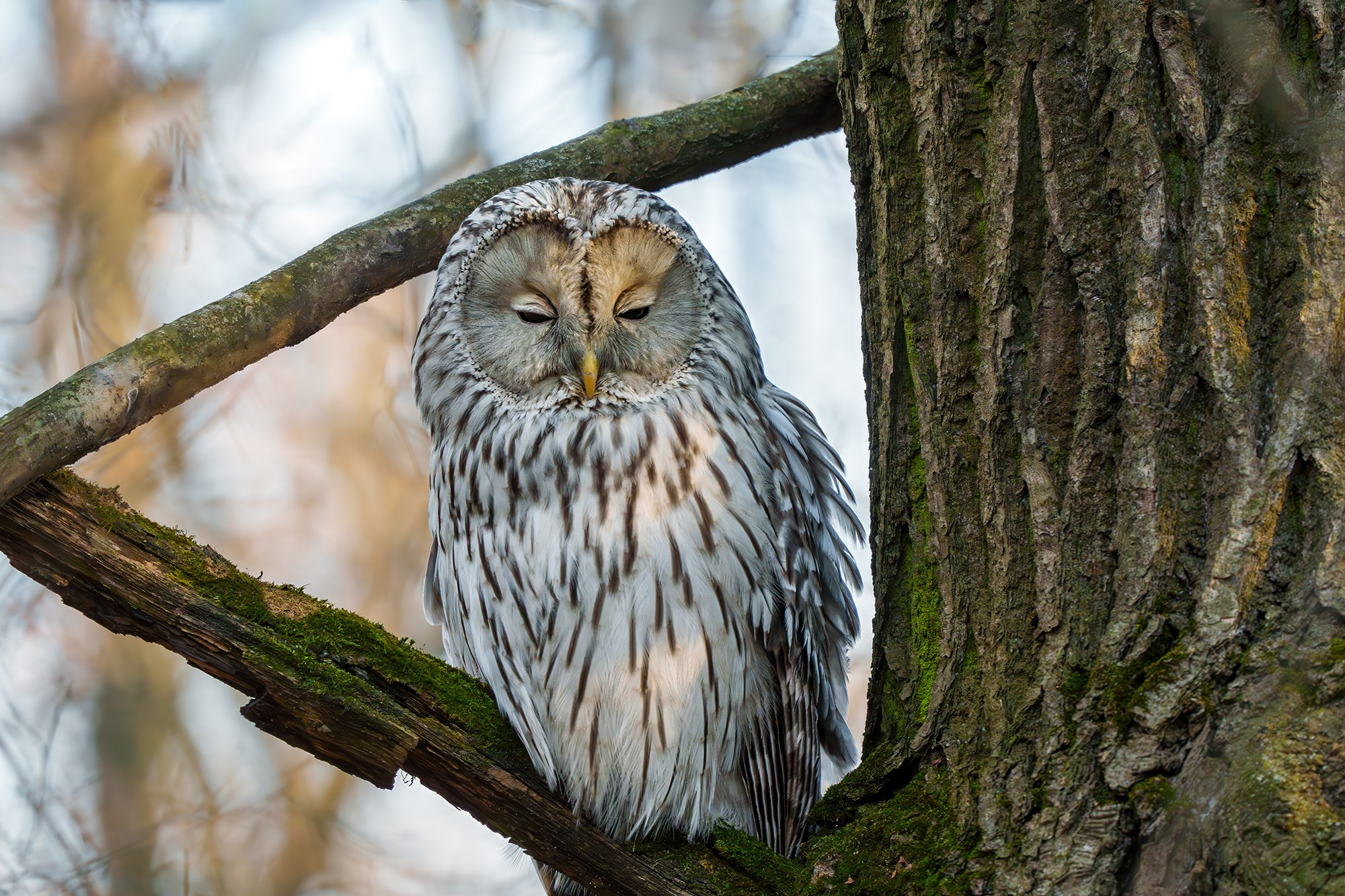 Удивительные мир птиц. Вокруг нас столько прекрасного — присмотритесь!. Ваш личный фотограф Марина Волкова
