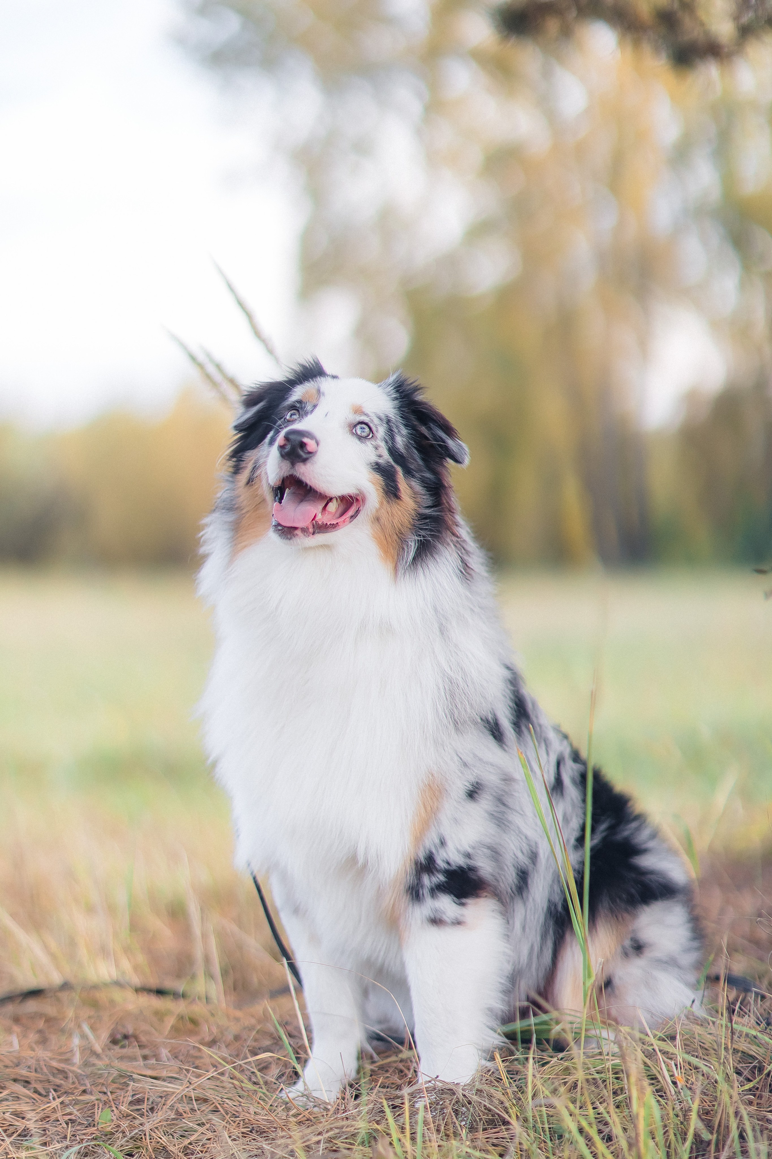 Аусси Дэймон. Свадебный и женский фотограф