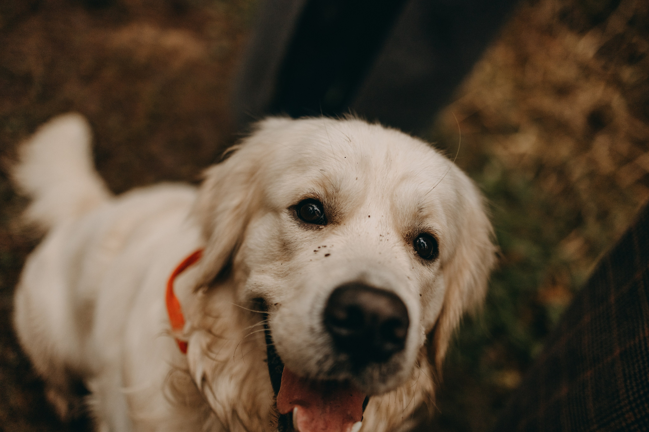 Лаки и его семья. Фотограф — Анималист | Санкт-Петербург