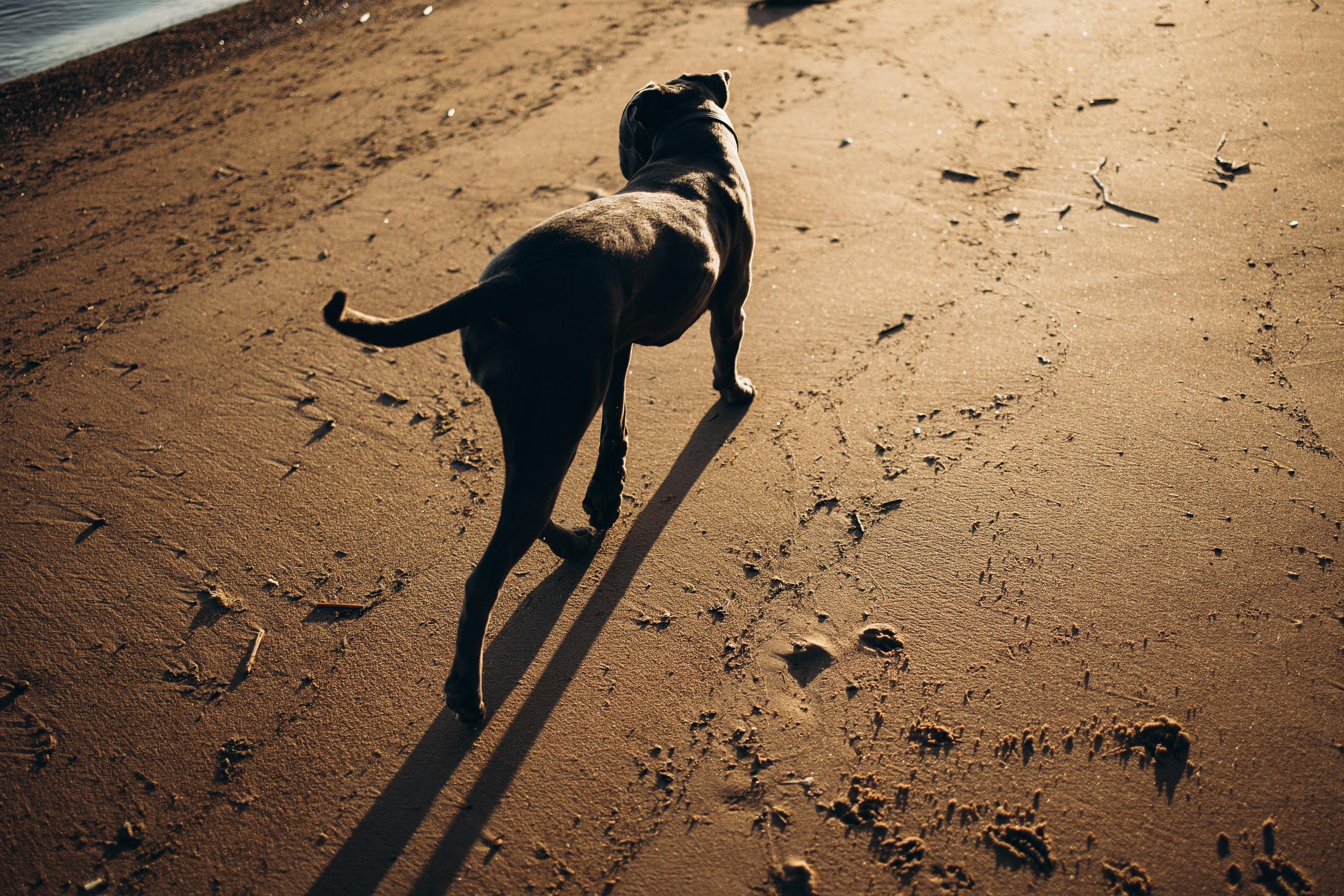 Анна и Лана. Фотограф — Анималист | Санкт-Петербург