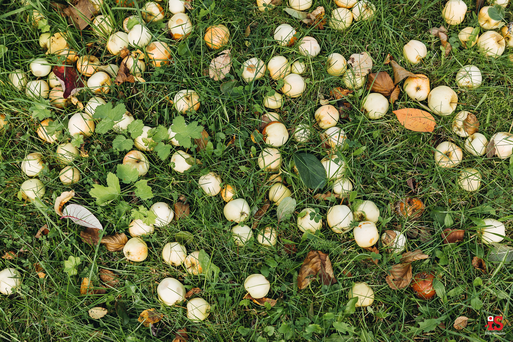 Фотограф на свадьбу птз. Профессиональный фотограф Петрозаводск Илья Соснин