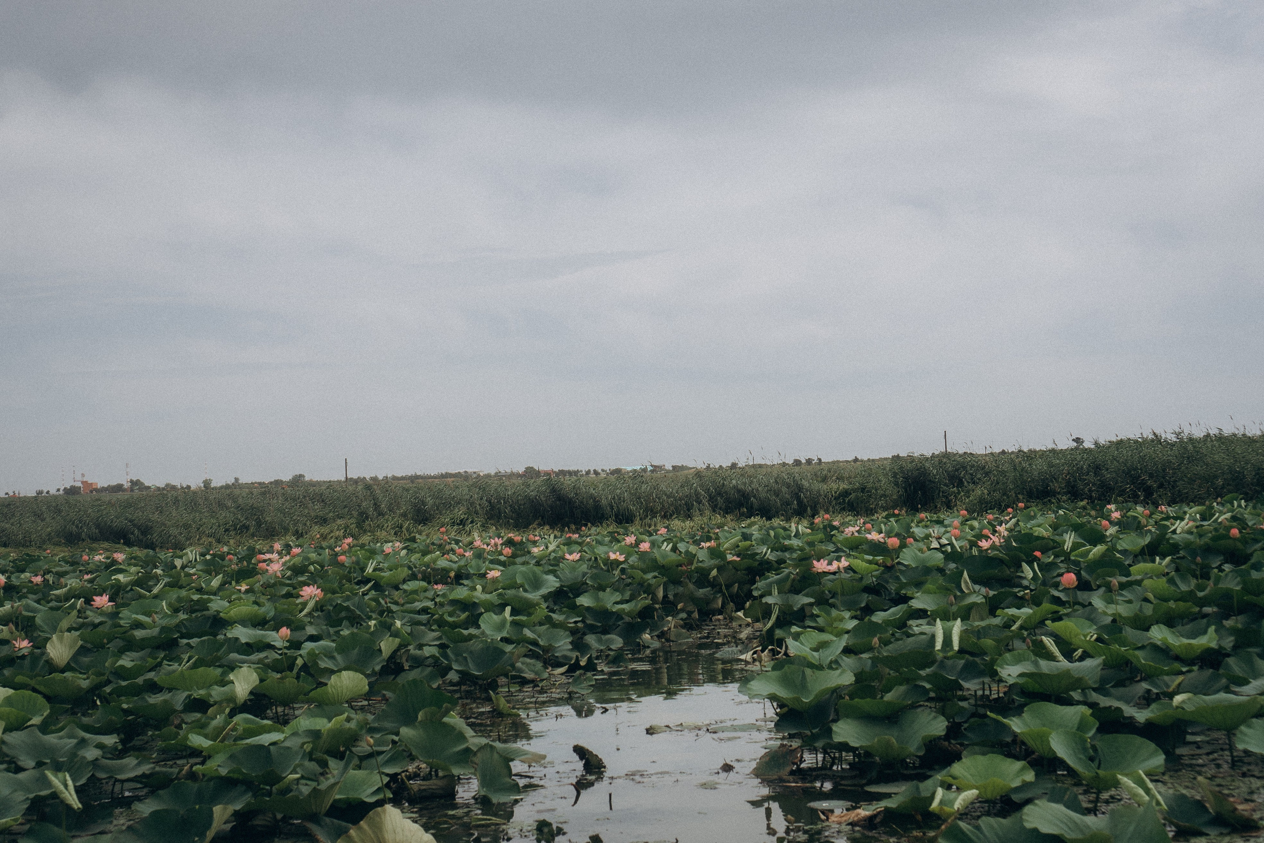 ЛОТОСОВАЯ ПОЛЯНА. Профессиональный фотограф, Санкт-Петербург — Виктория Богомолова