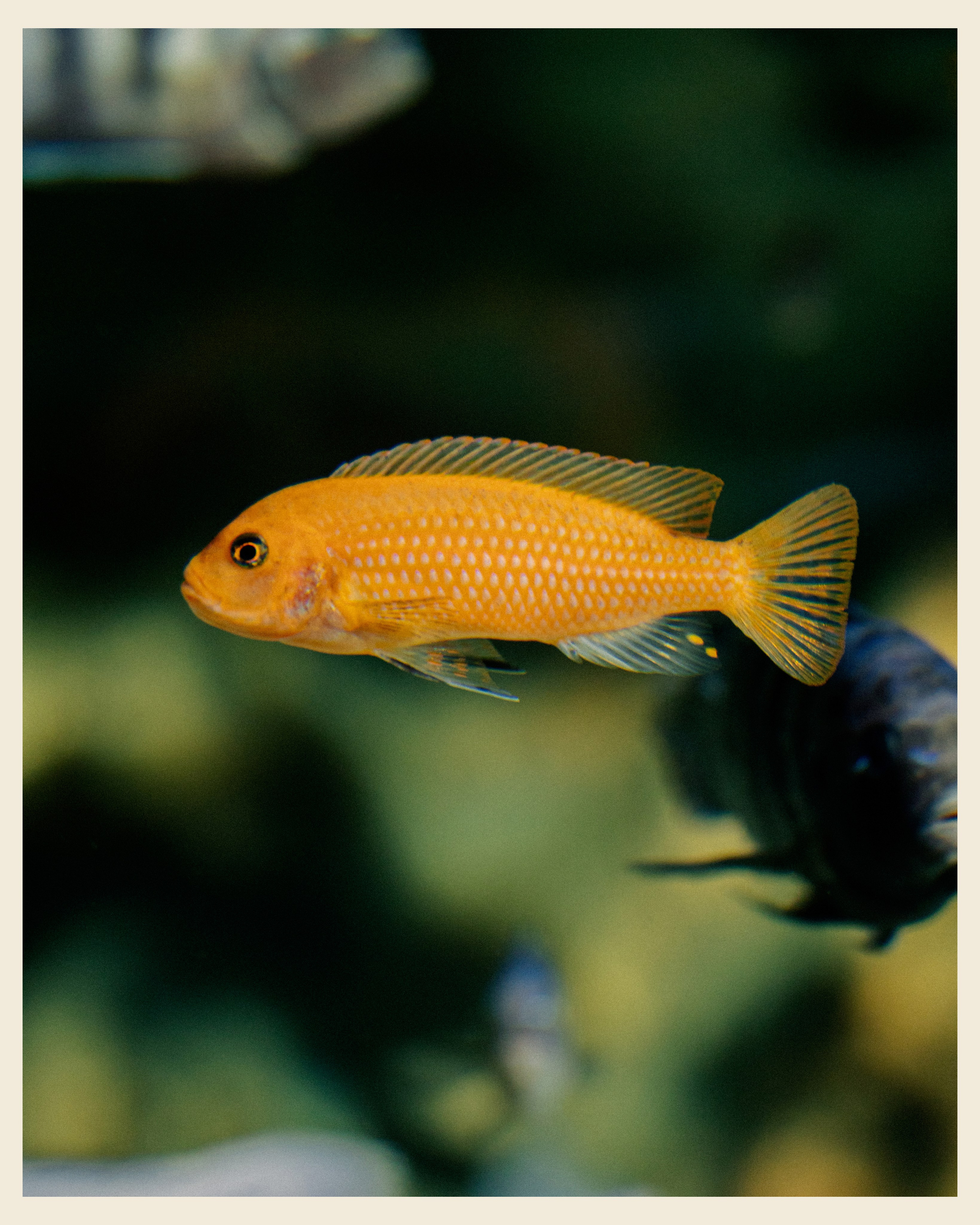 AILAND x VANO. Ivan Petrov photographer