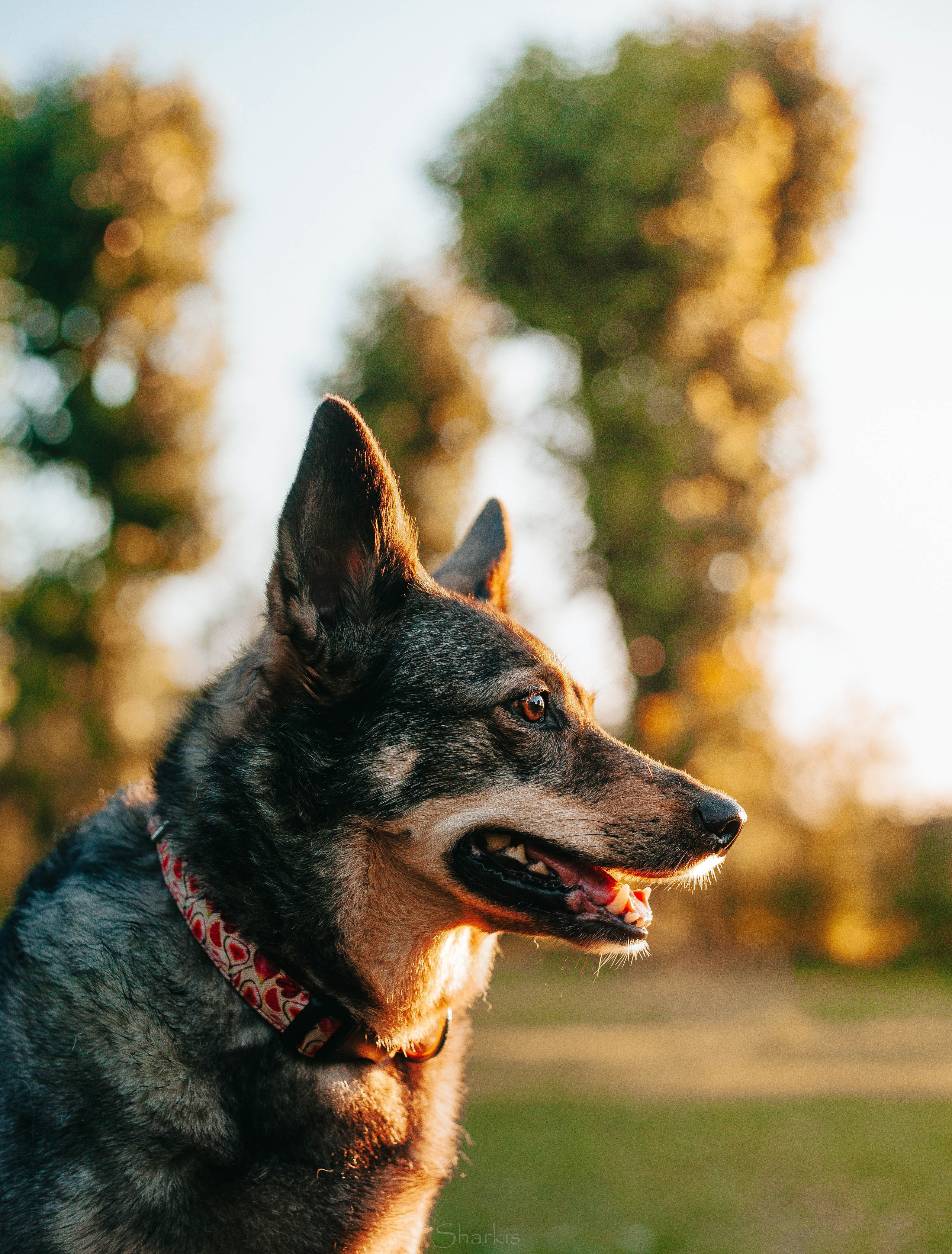 Вега и Гриша. Главная