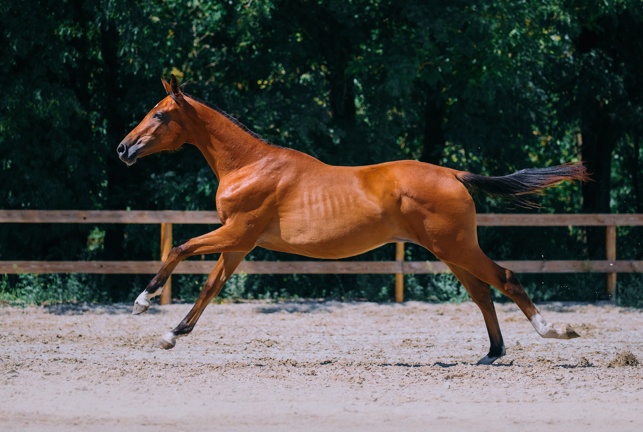 В движении. Фотограф-анималист Ксендзова Кристина