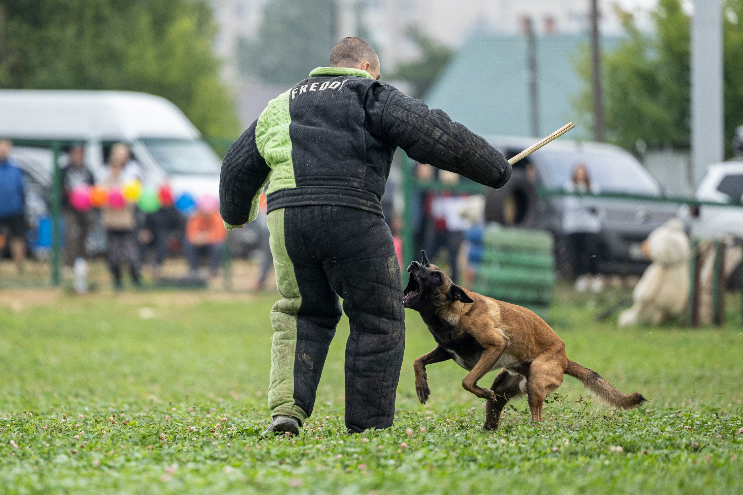 Соревнования по Мондьорингу г. Вологда 10-11.08.2024. Фотограф-анималист Анна Маринич