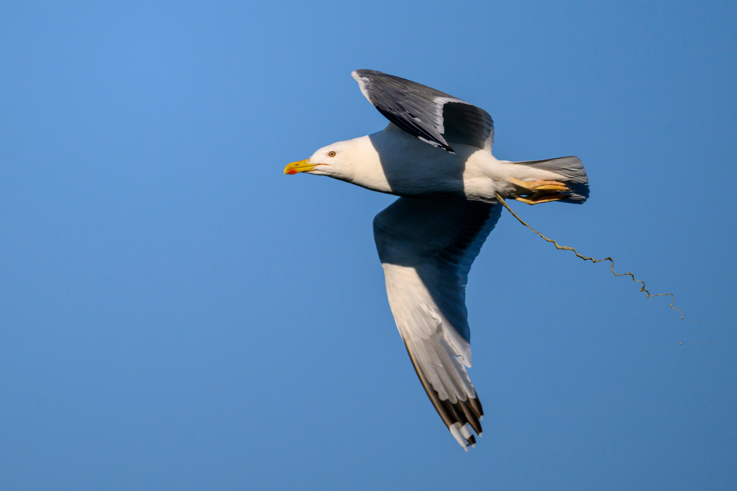 Большой кроншнеп и крачки. Wildlife photography by Sergey Puponin