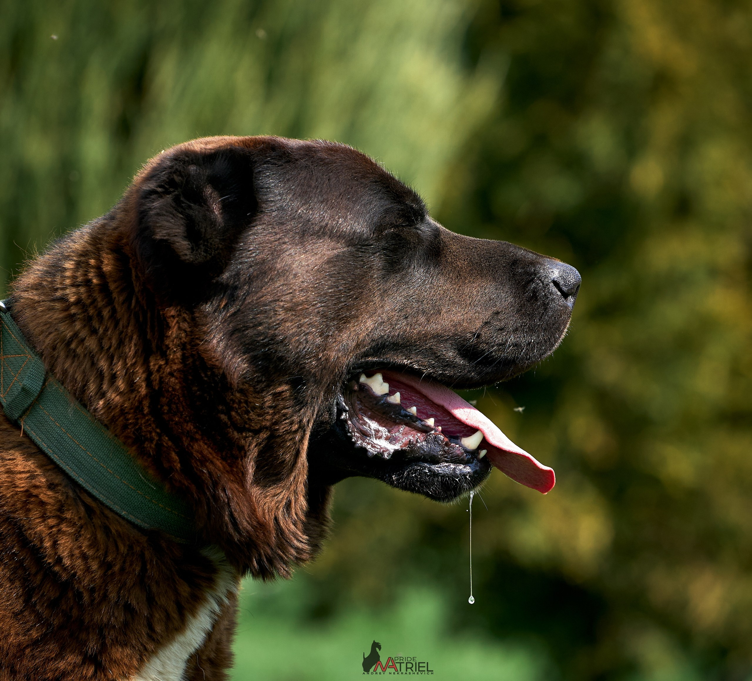 Среднеазиаты — щенки и взрослые