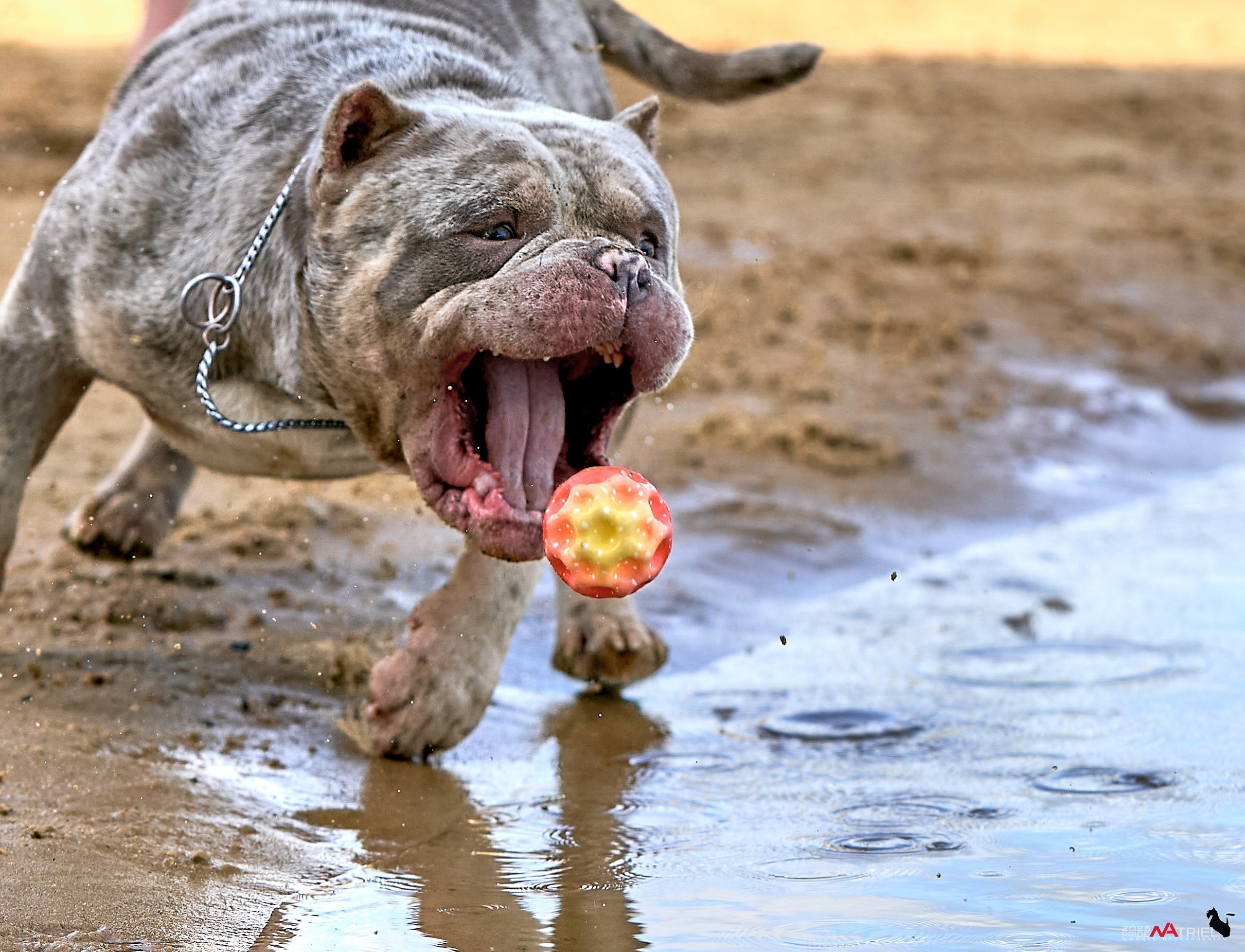 Съемка собак породы булли на природе