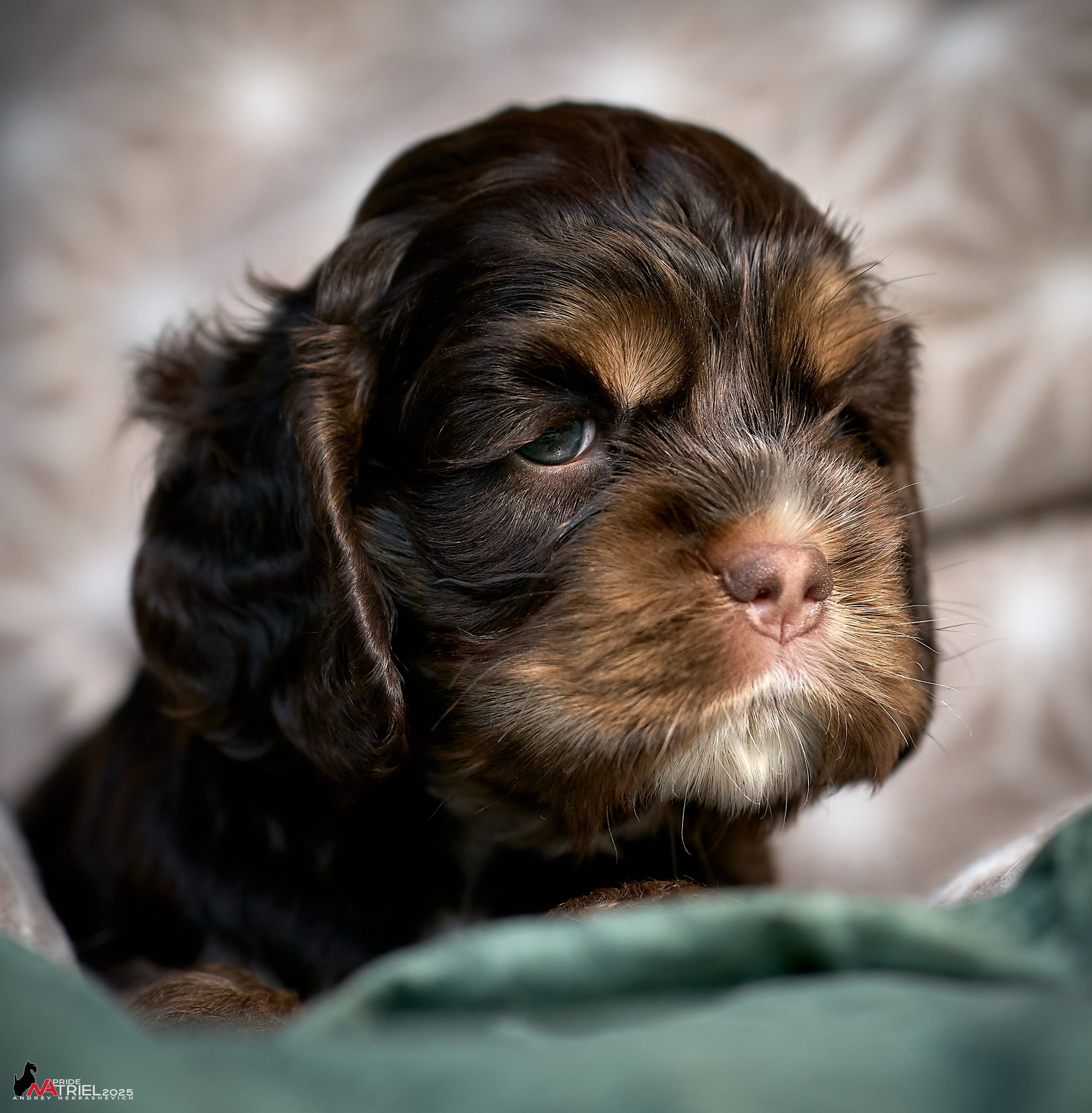 Щенки АмКокеров