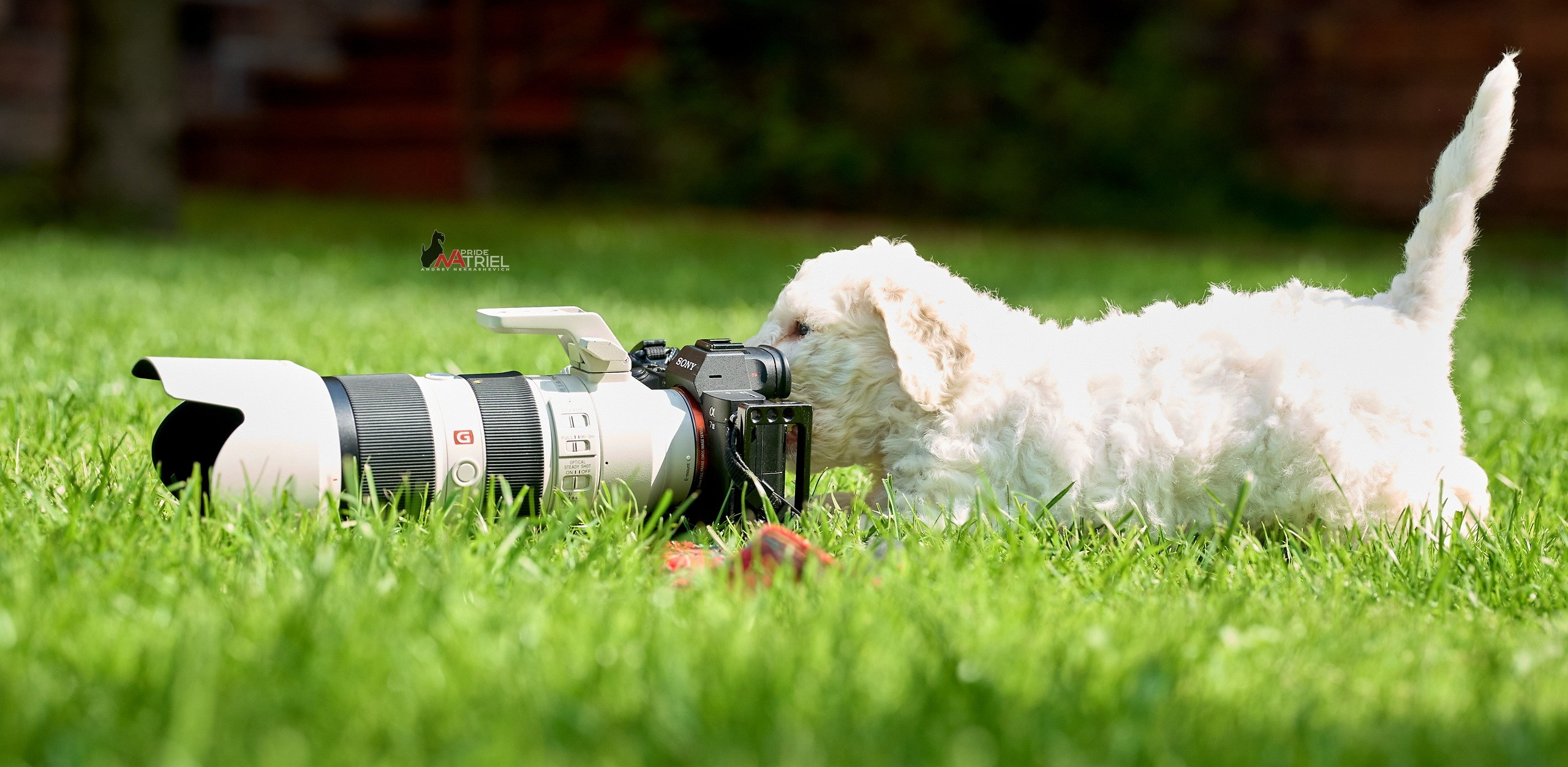 Щенки на прогулке — галерея NATRIEL