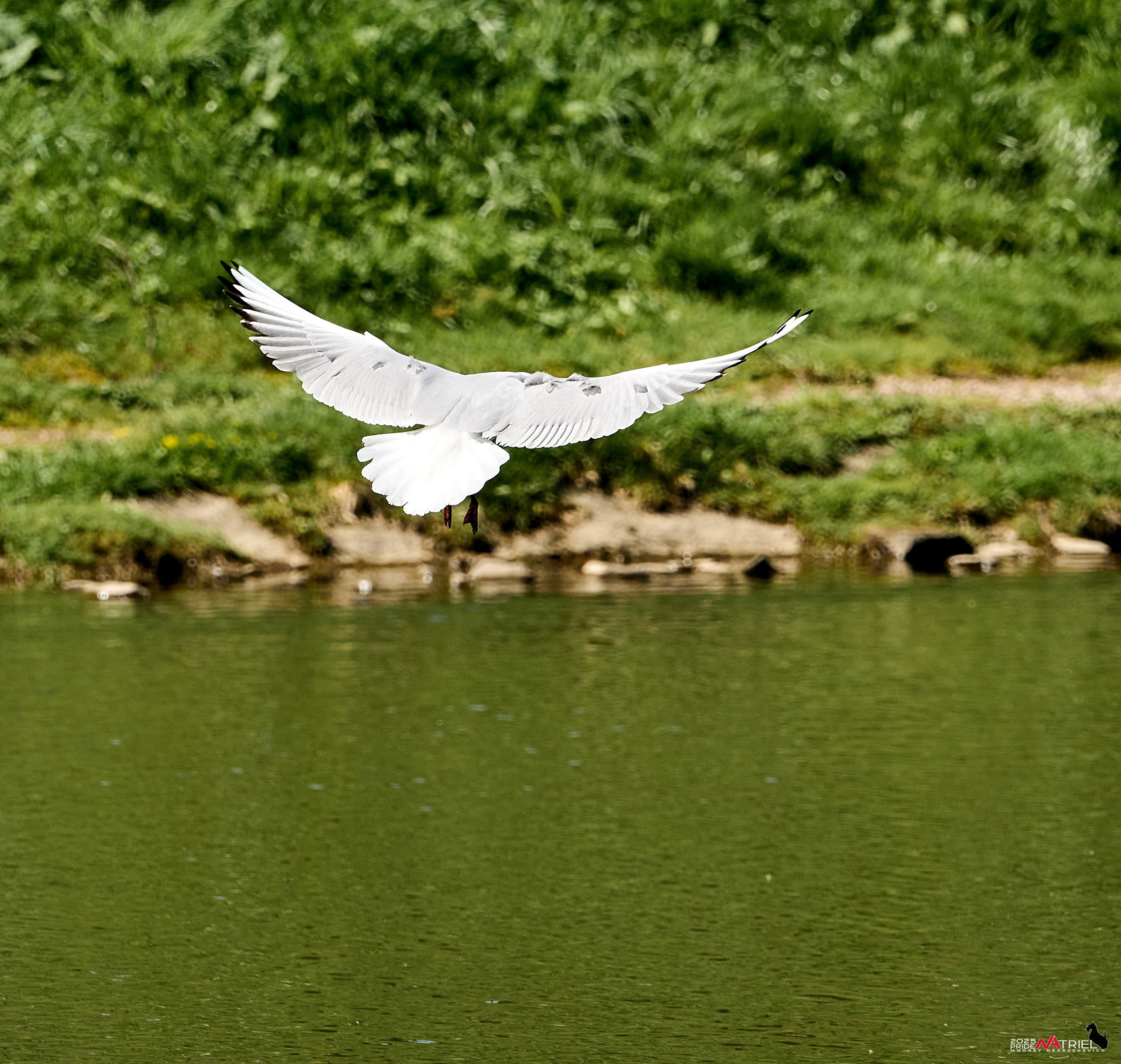 Птички и цветочки