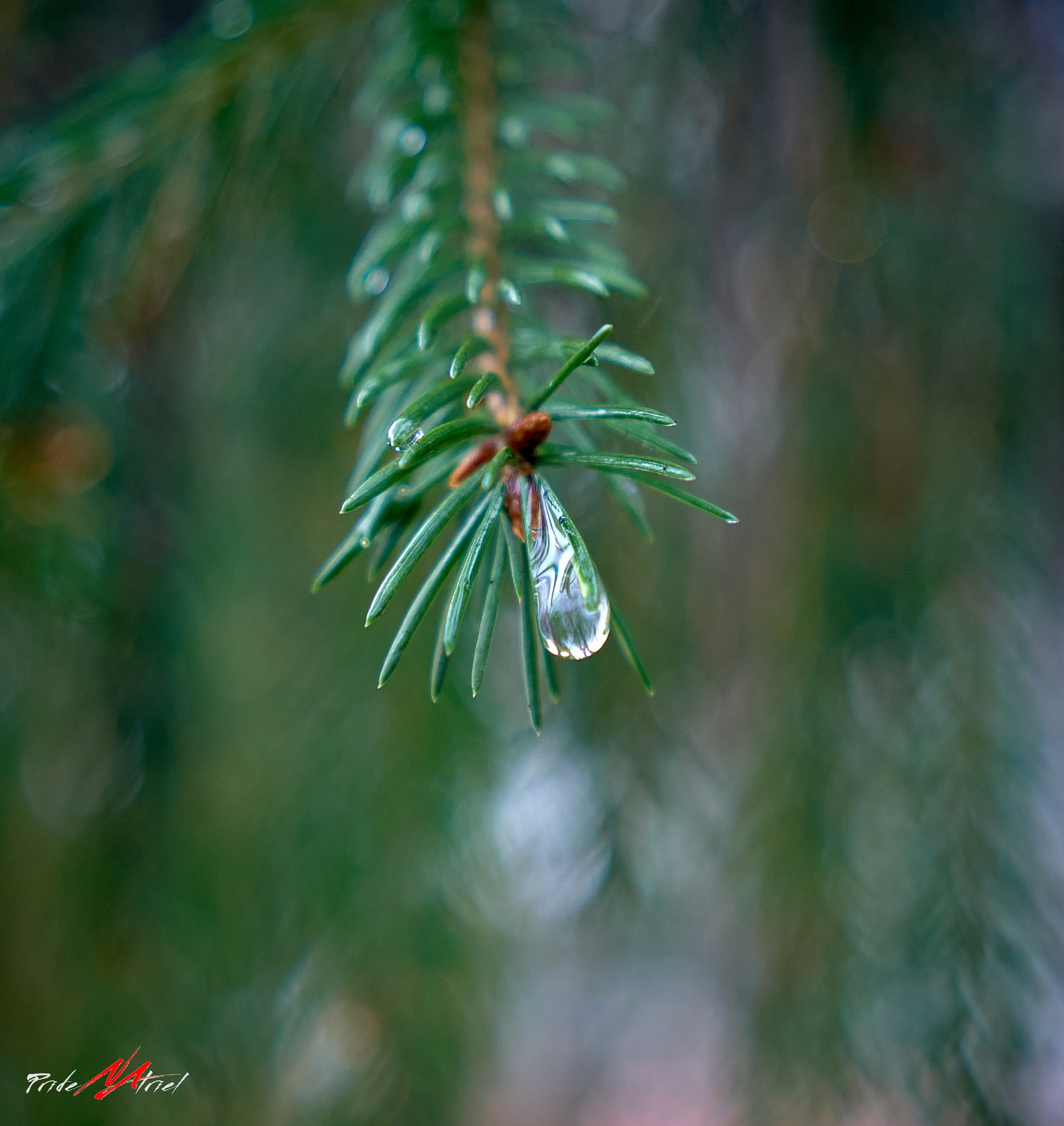 Лютики-цветочки — галерея NATRIEL