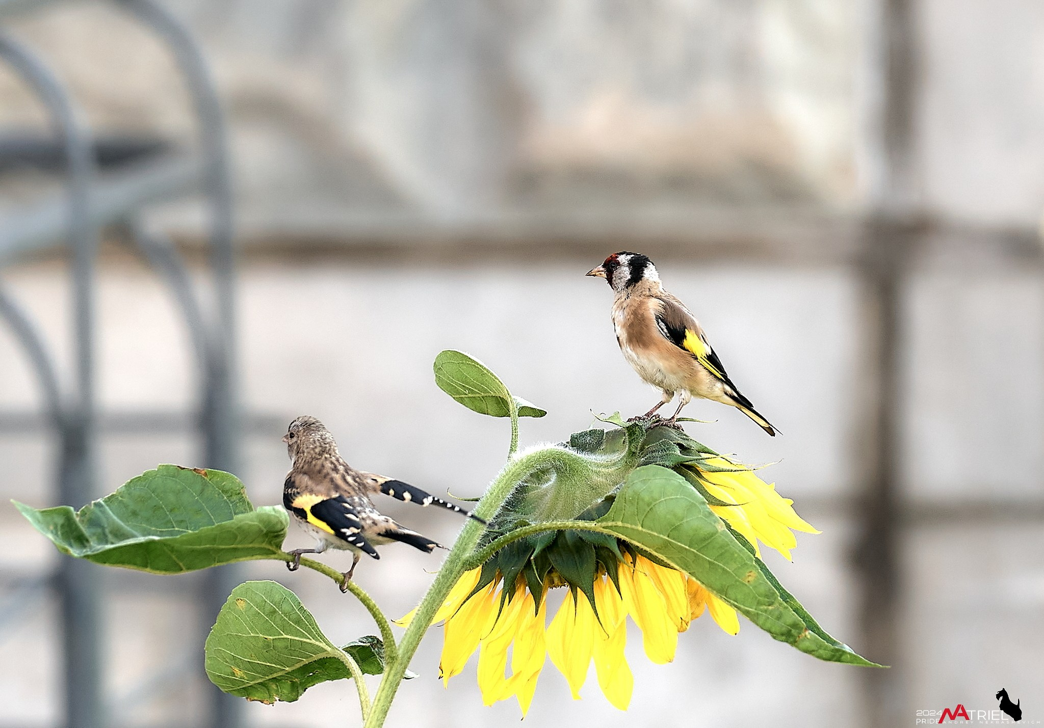 Фотопрогулка на природе