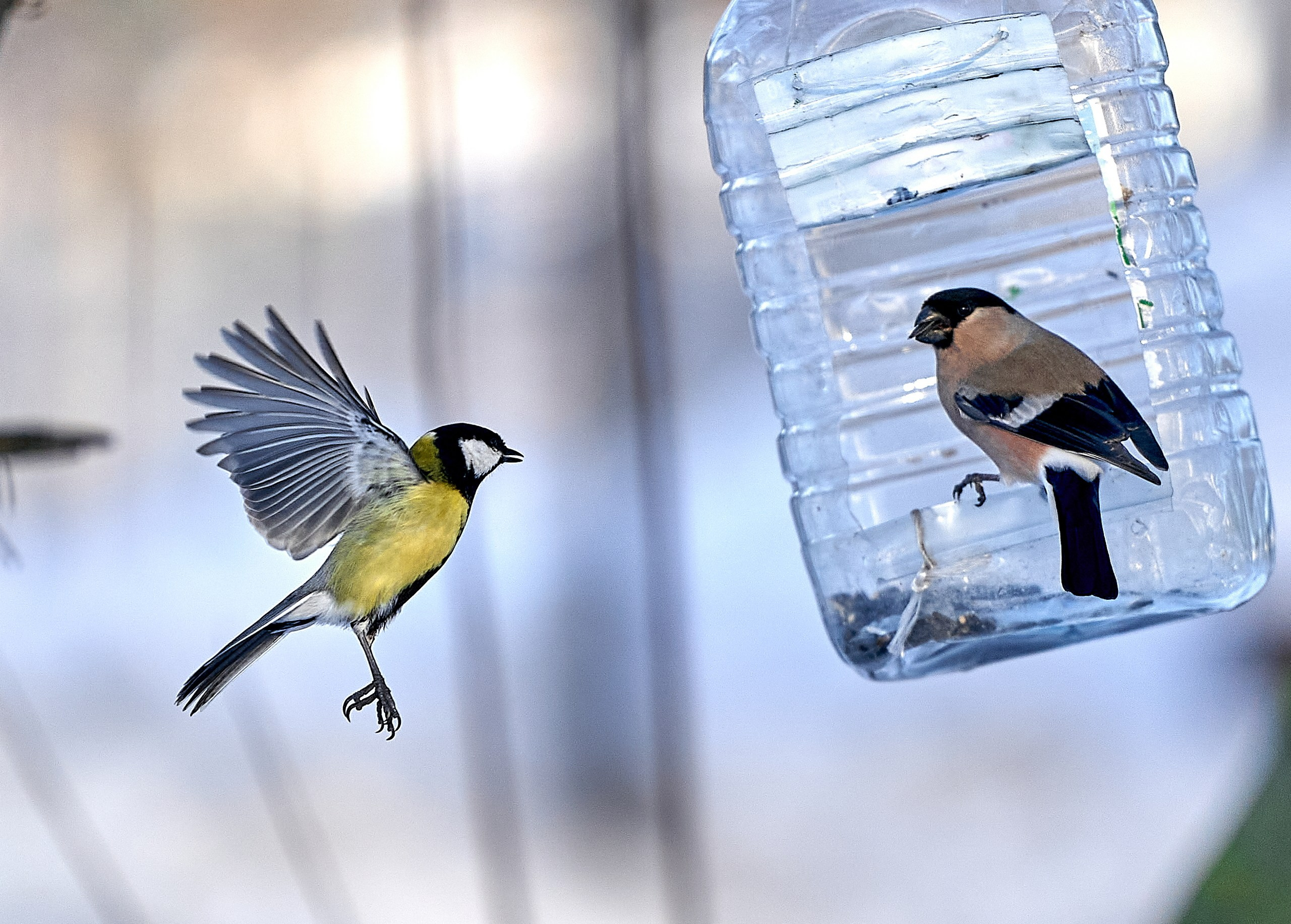 Фото птиц — галерея NATRIEL