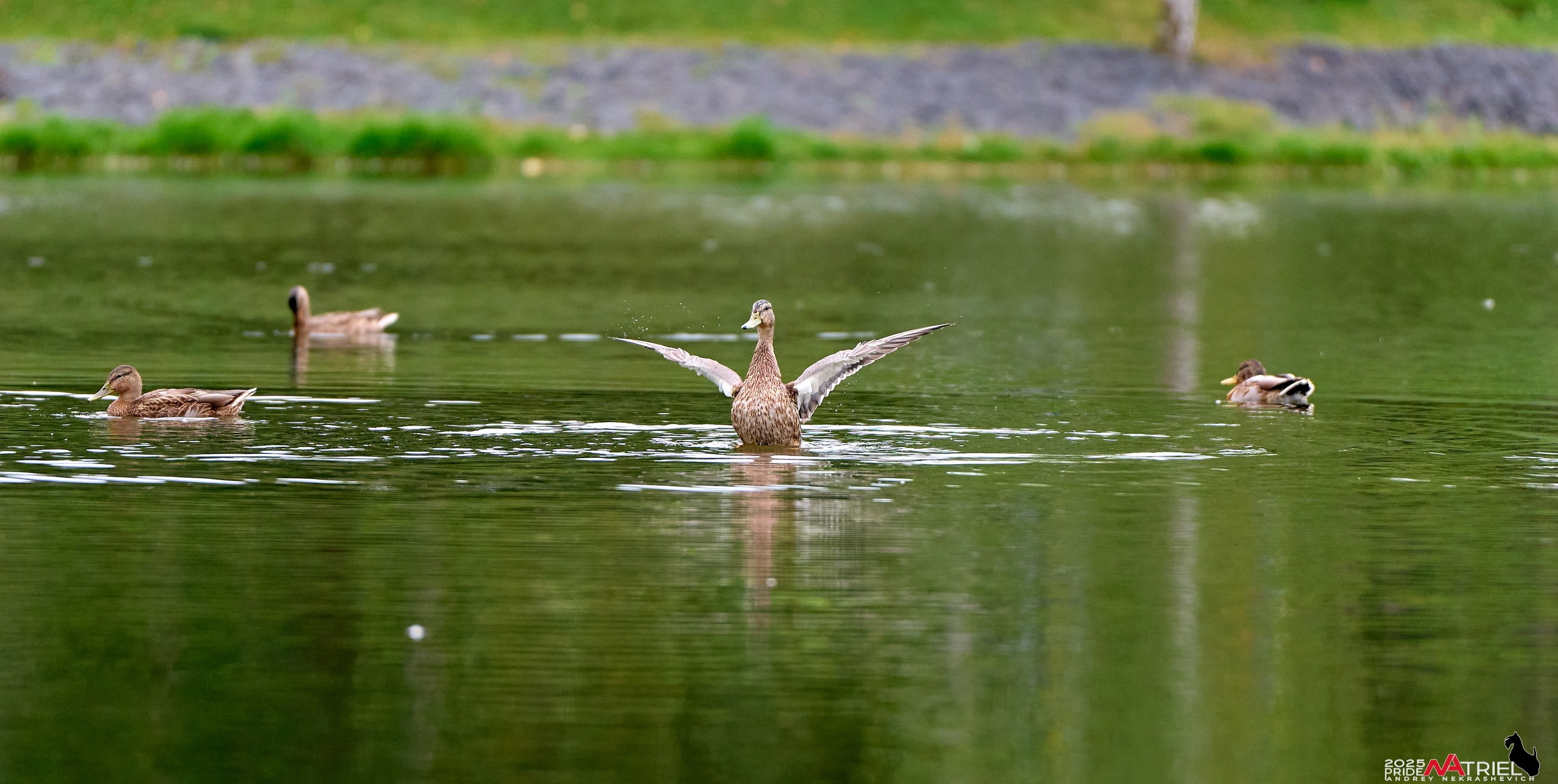Утки на пруду