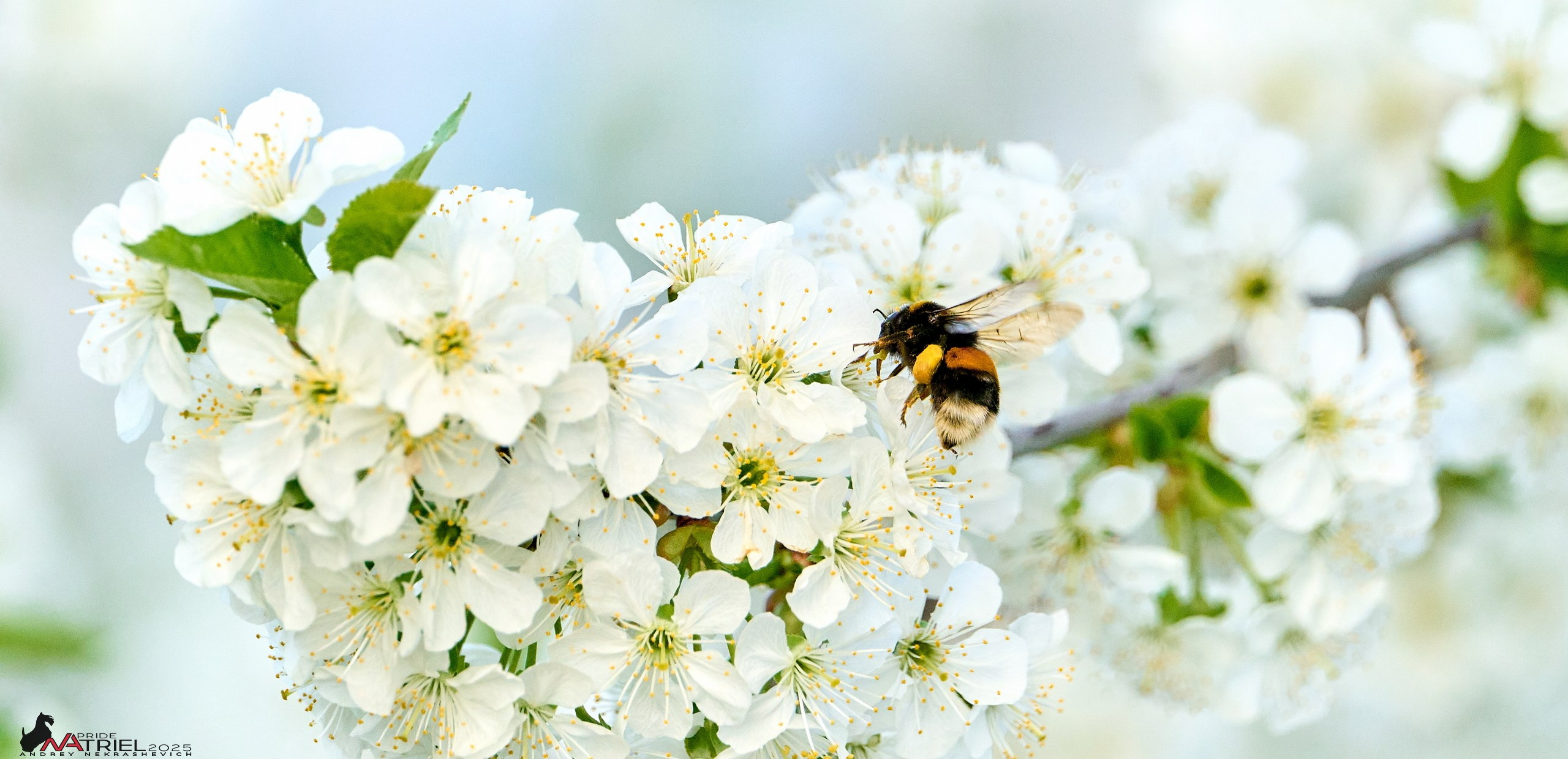 Природа в апреле. Всё в цветении!