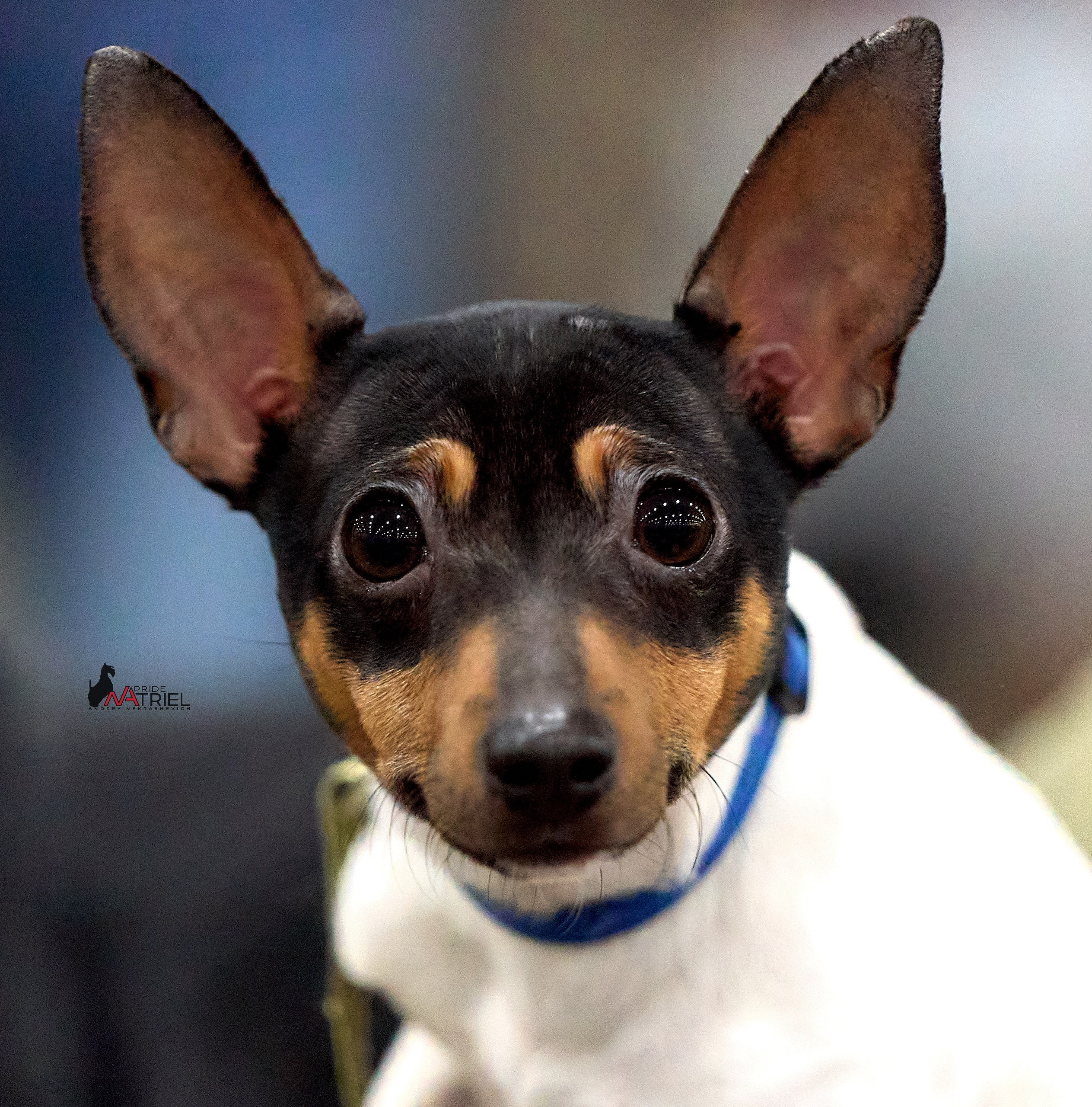 Портреты собак — галерея NATRIEL