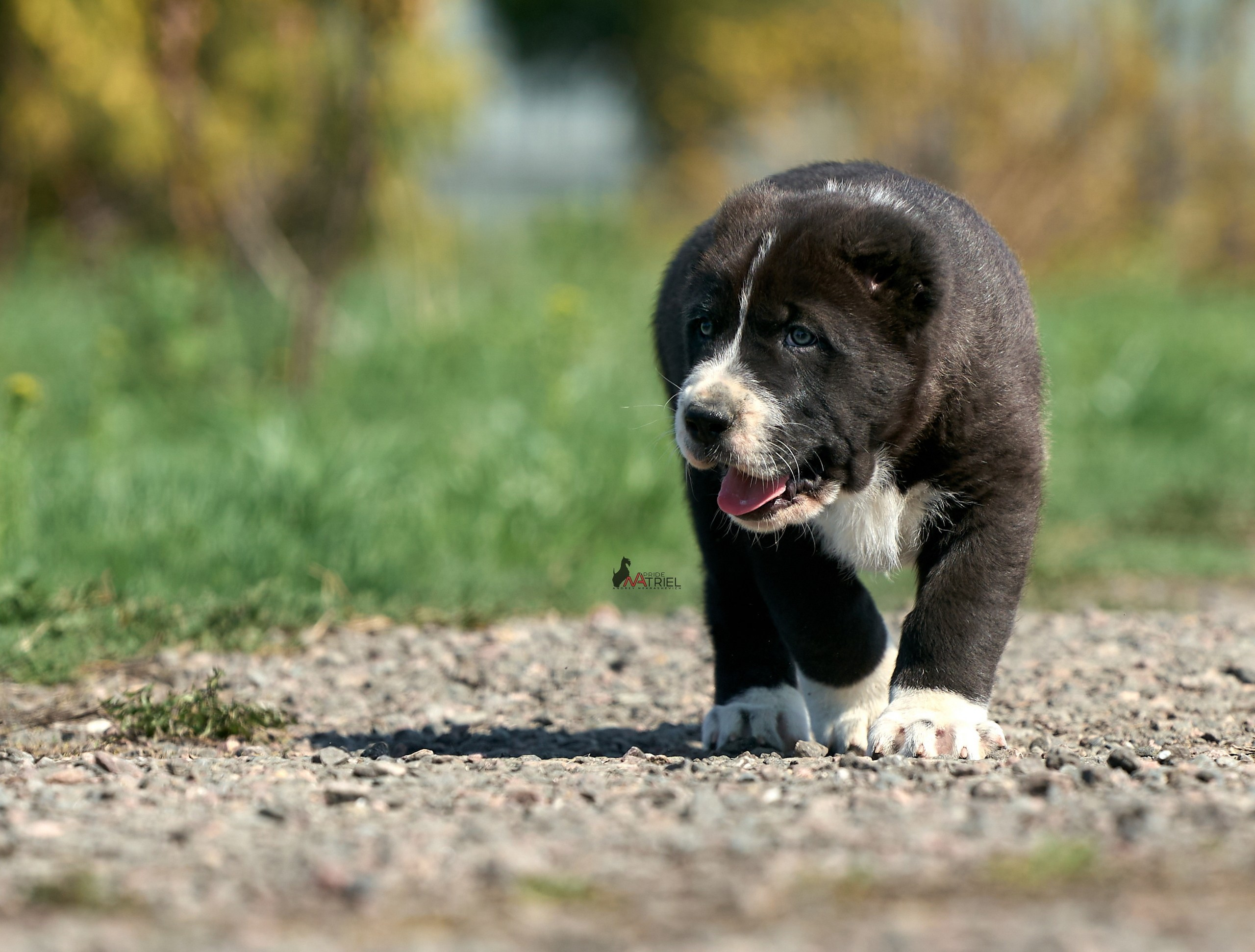 Среднеазиаты — щенки и взрослые