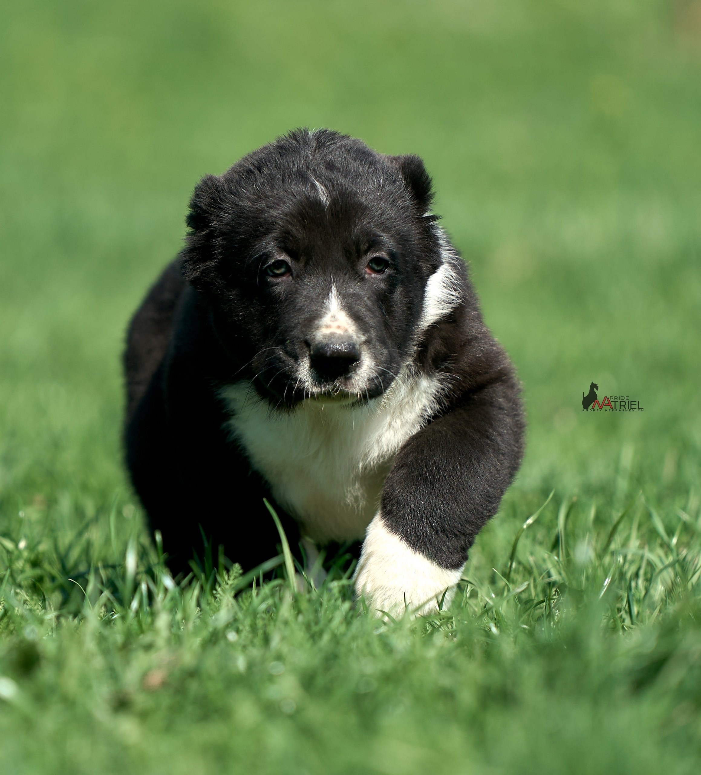 Среднеазиаты — щенки и взрослые