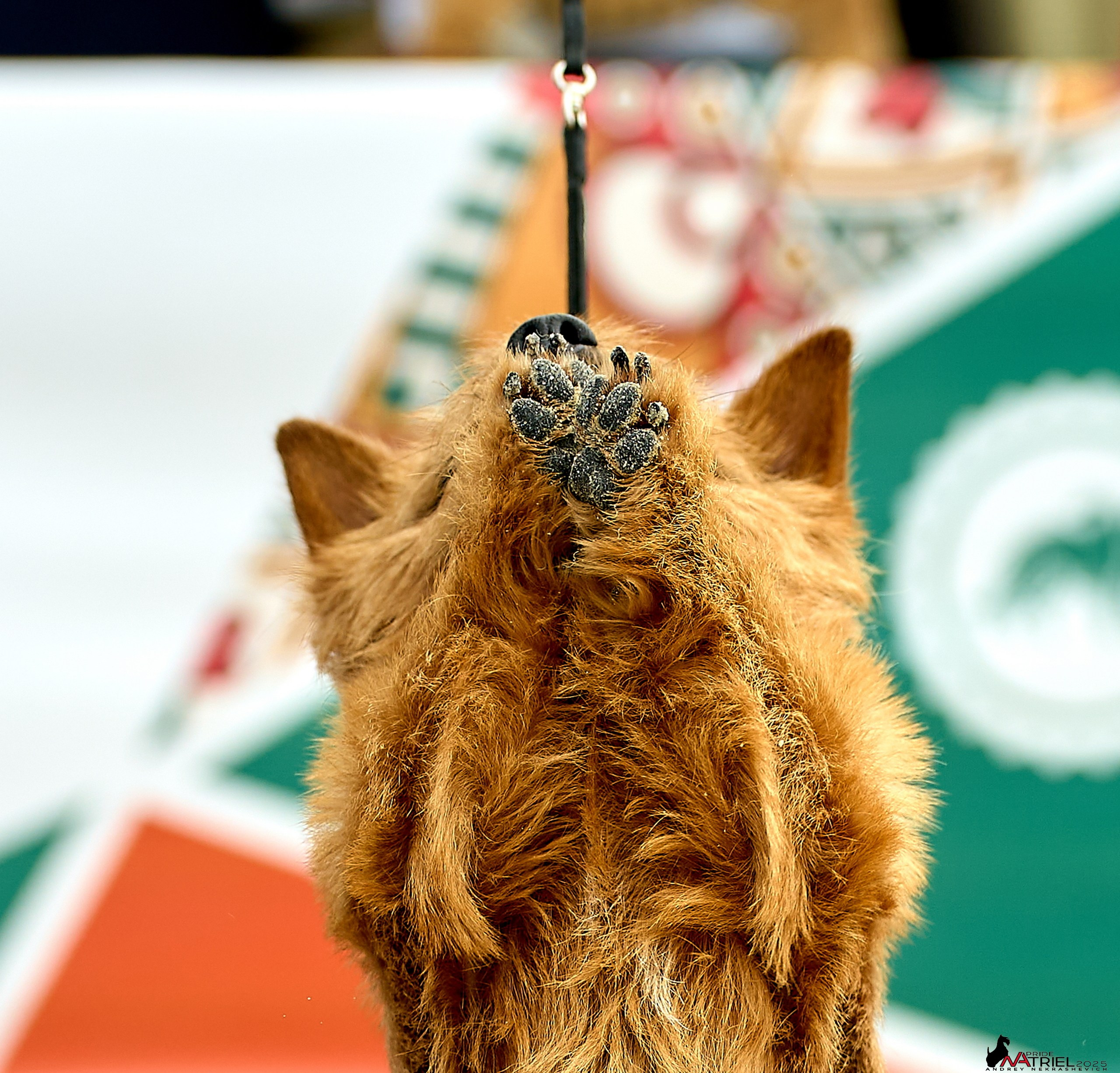 Выставка собак РОССИЯ — 2025