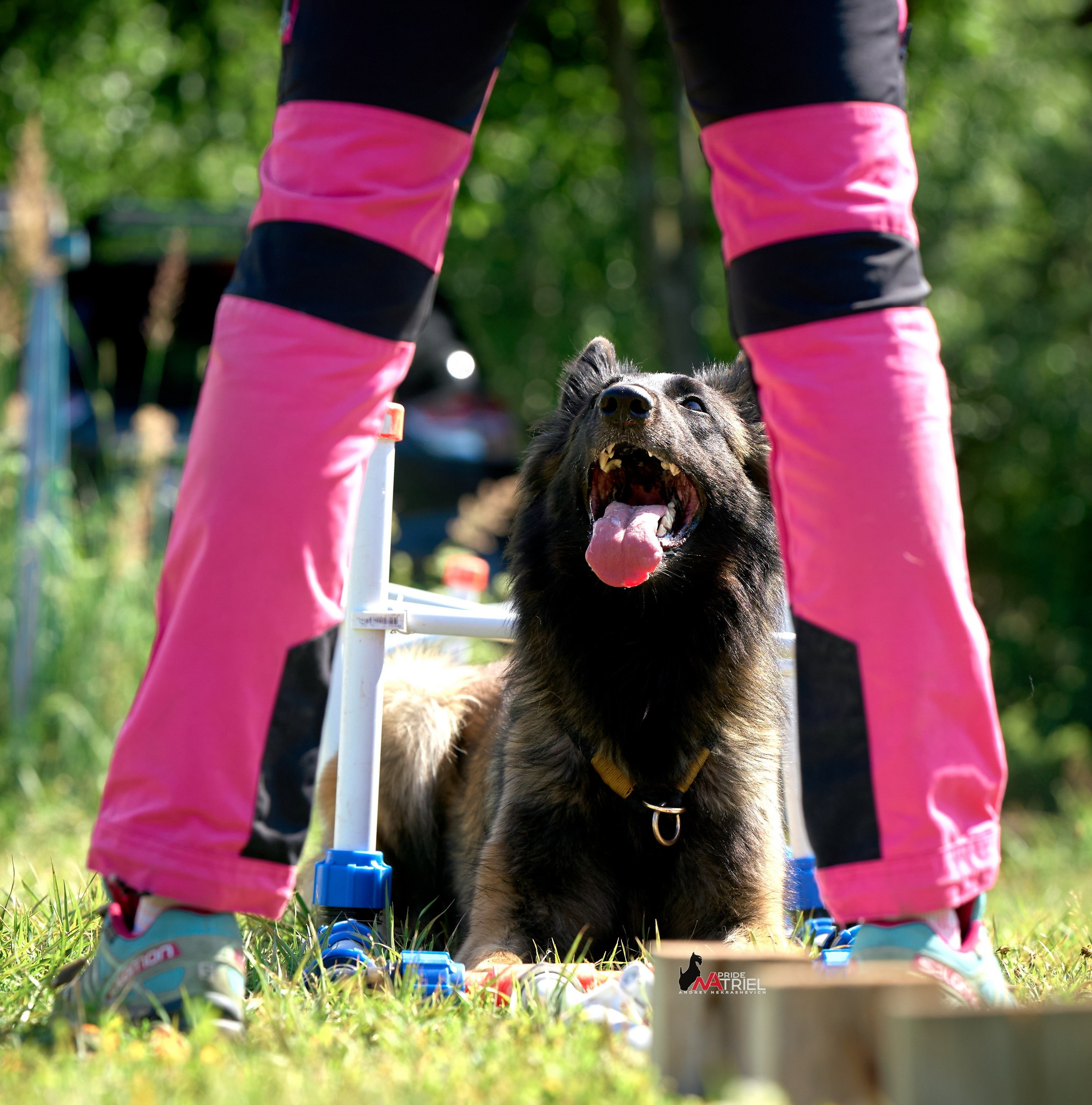 Обидиенс и танцы с собаками — галерея NATRIEL