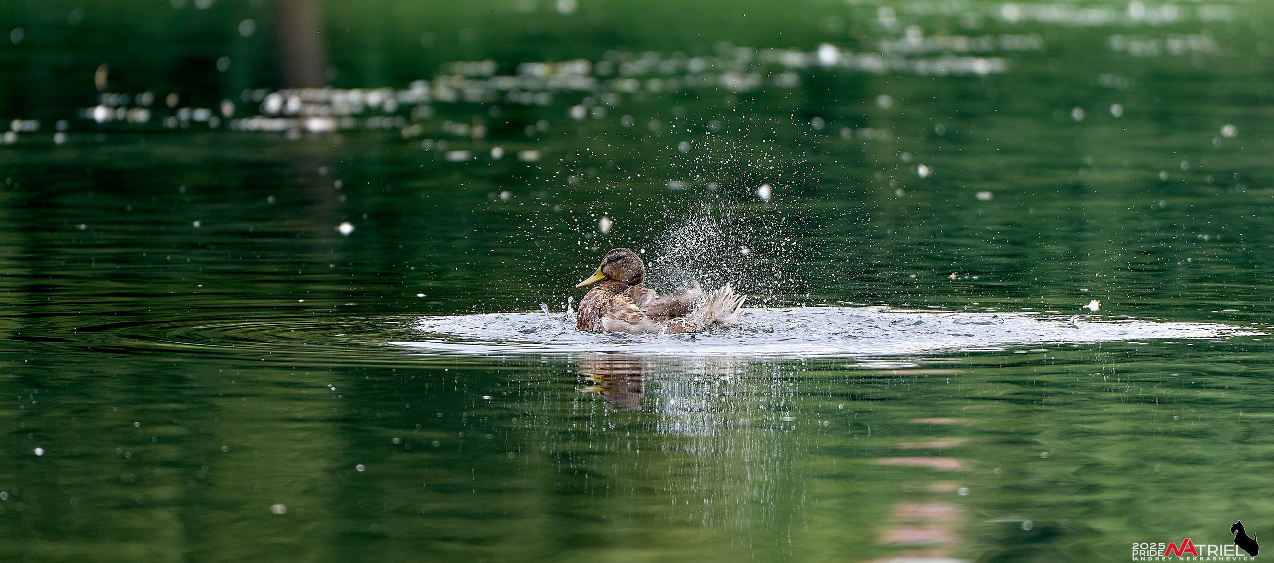Утки на пруду