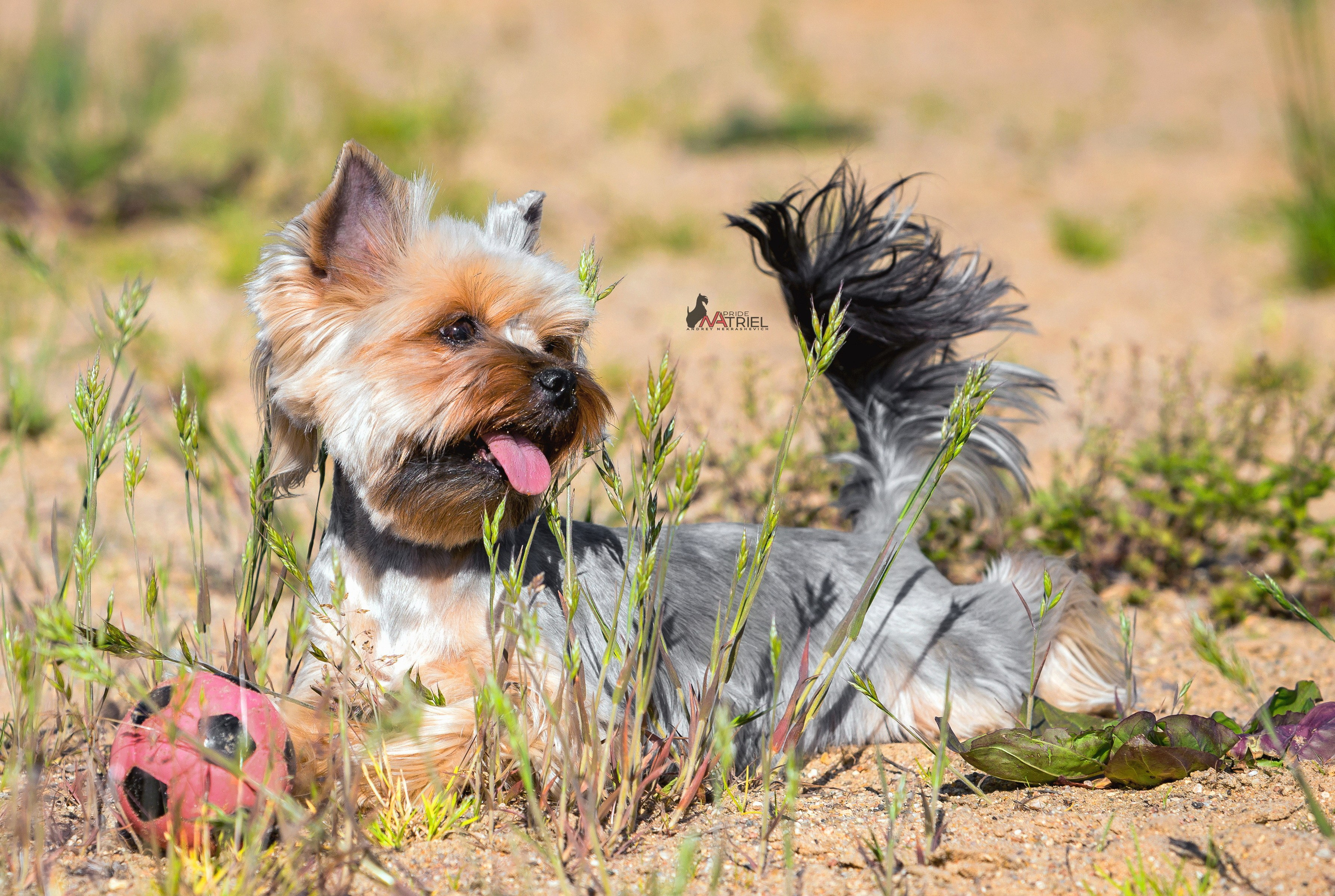 Йоркширский терьер Циля