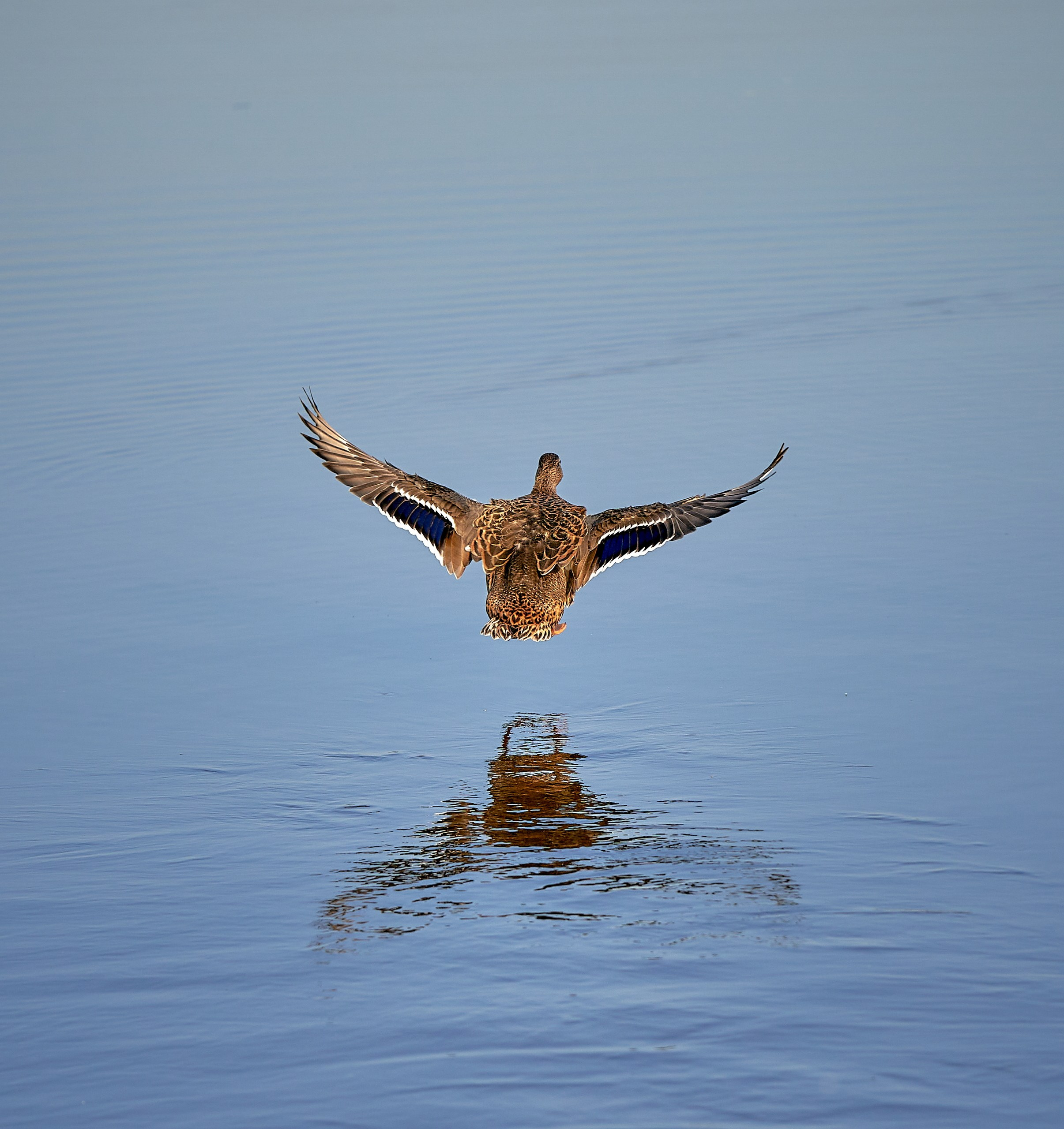 Фото птиц — галерея NATRIEL