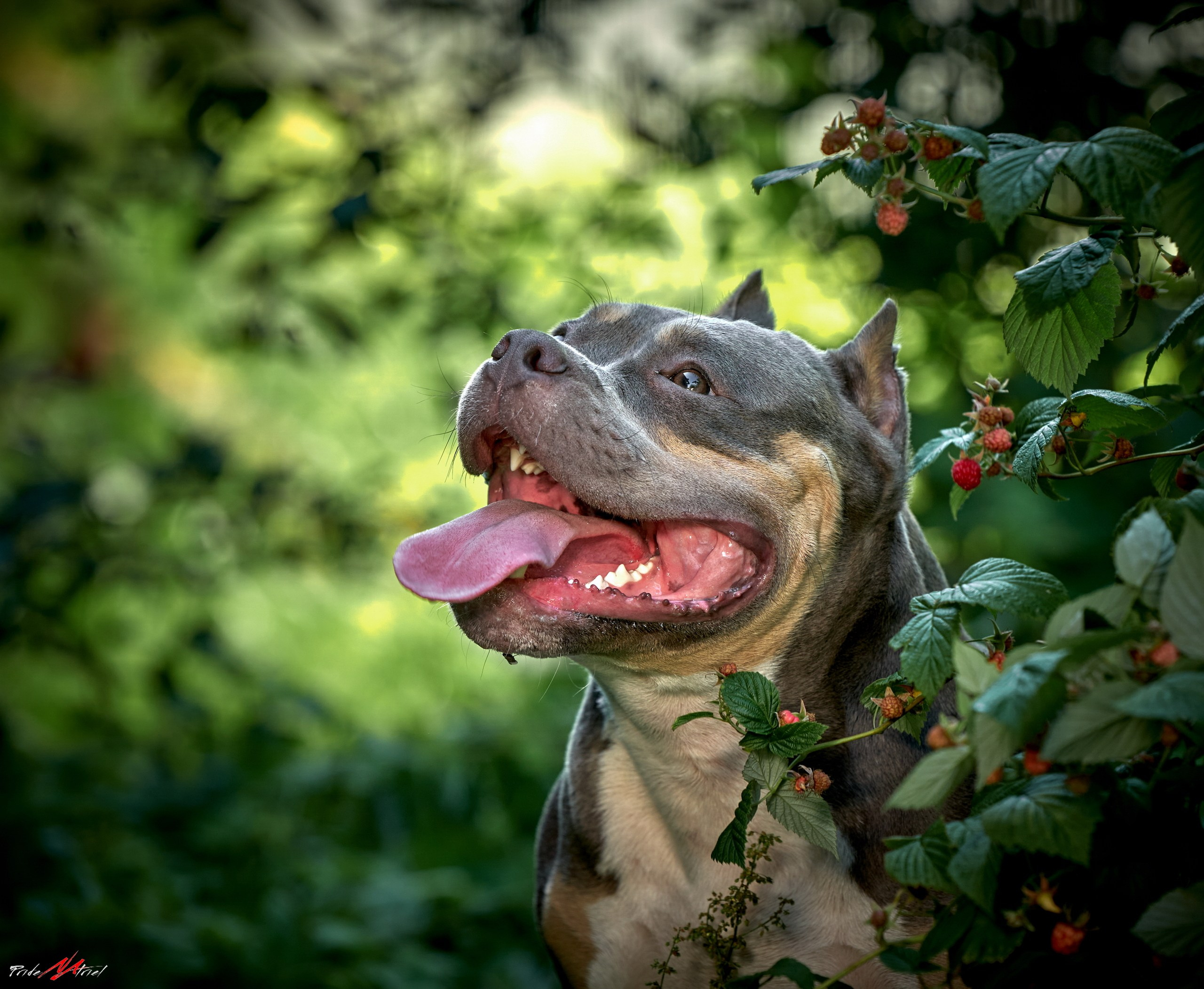 Портреты собак — галерея NATRIEL