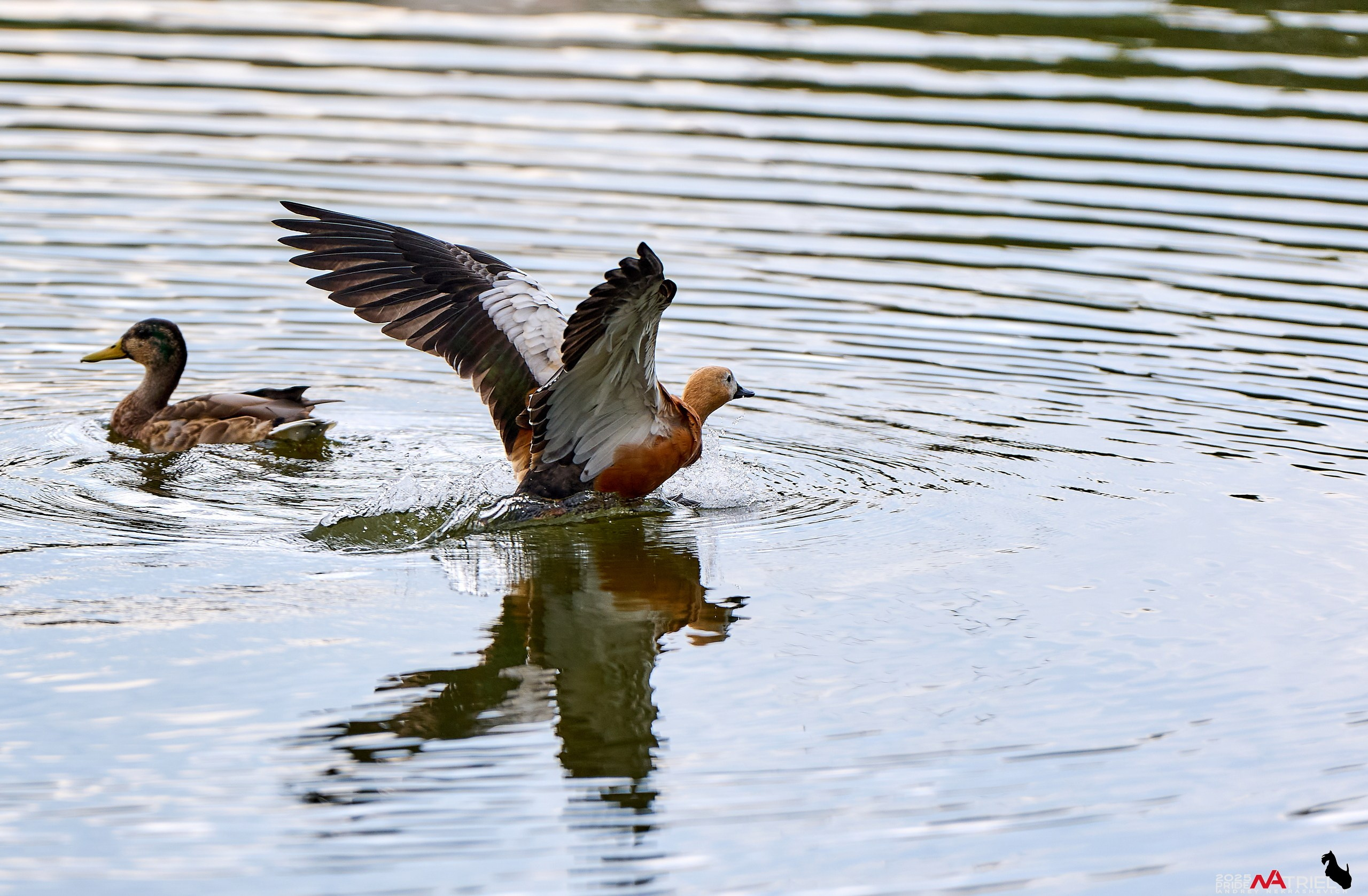 Утки на пруду