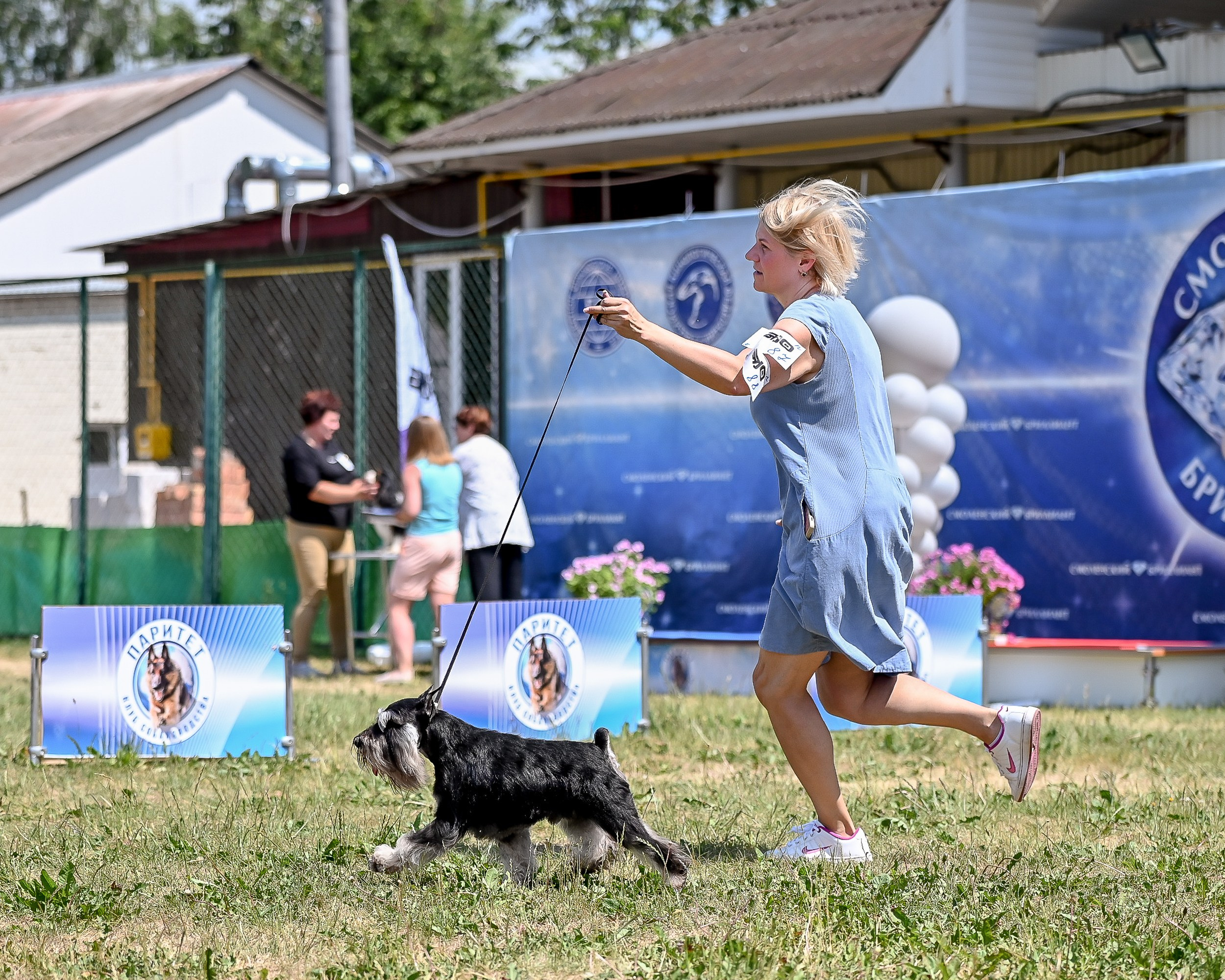 Оскар/Delinso Balance Zaffiro. Питомник цвергшнауцеров в Беларуси «Делинсо Бэлэнс»