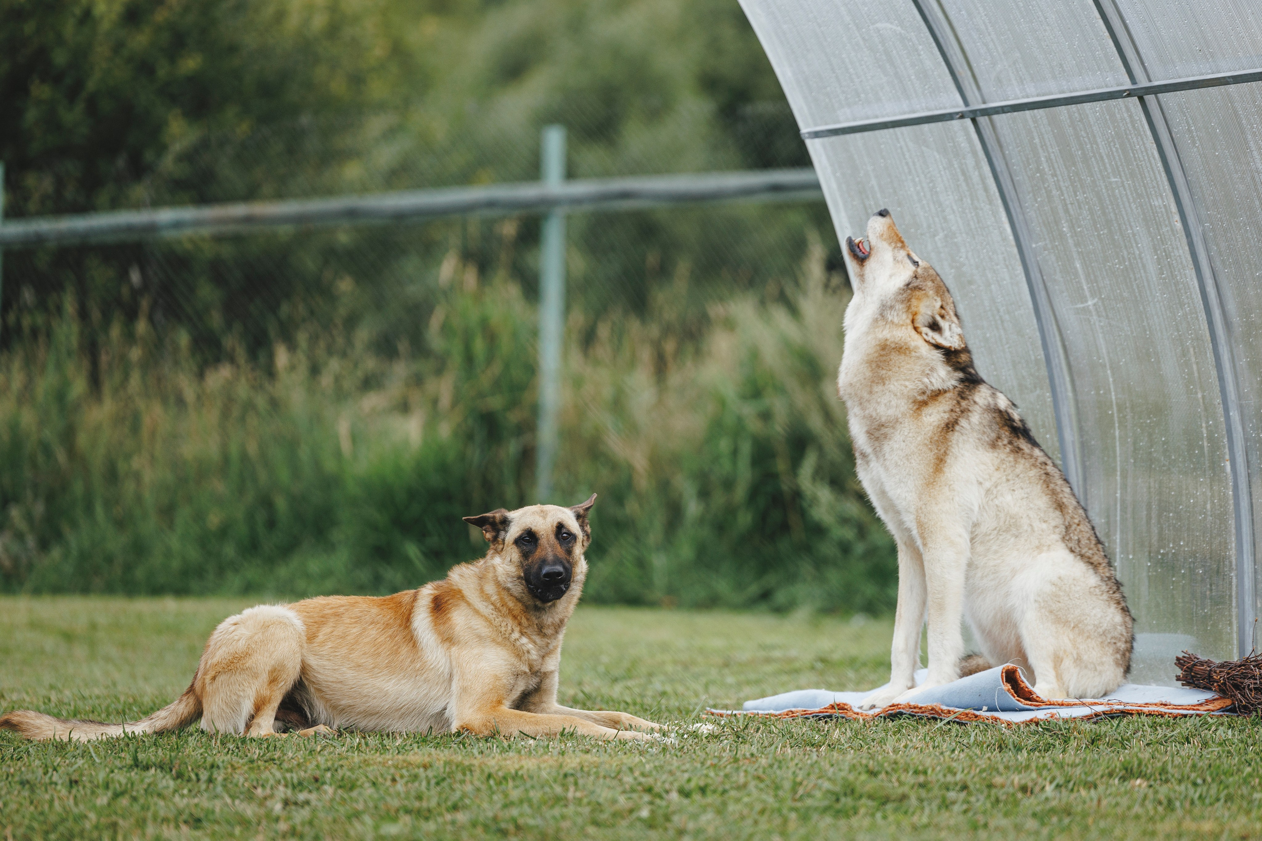 08.08.25-10.08.25 ЧР по мондьорингу г. Вологда. Фотограф-анималист Анна Маринич