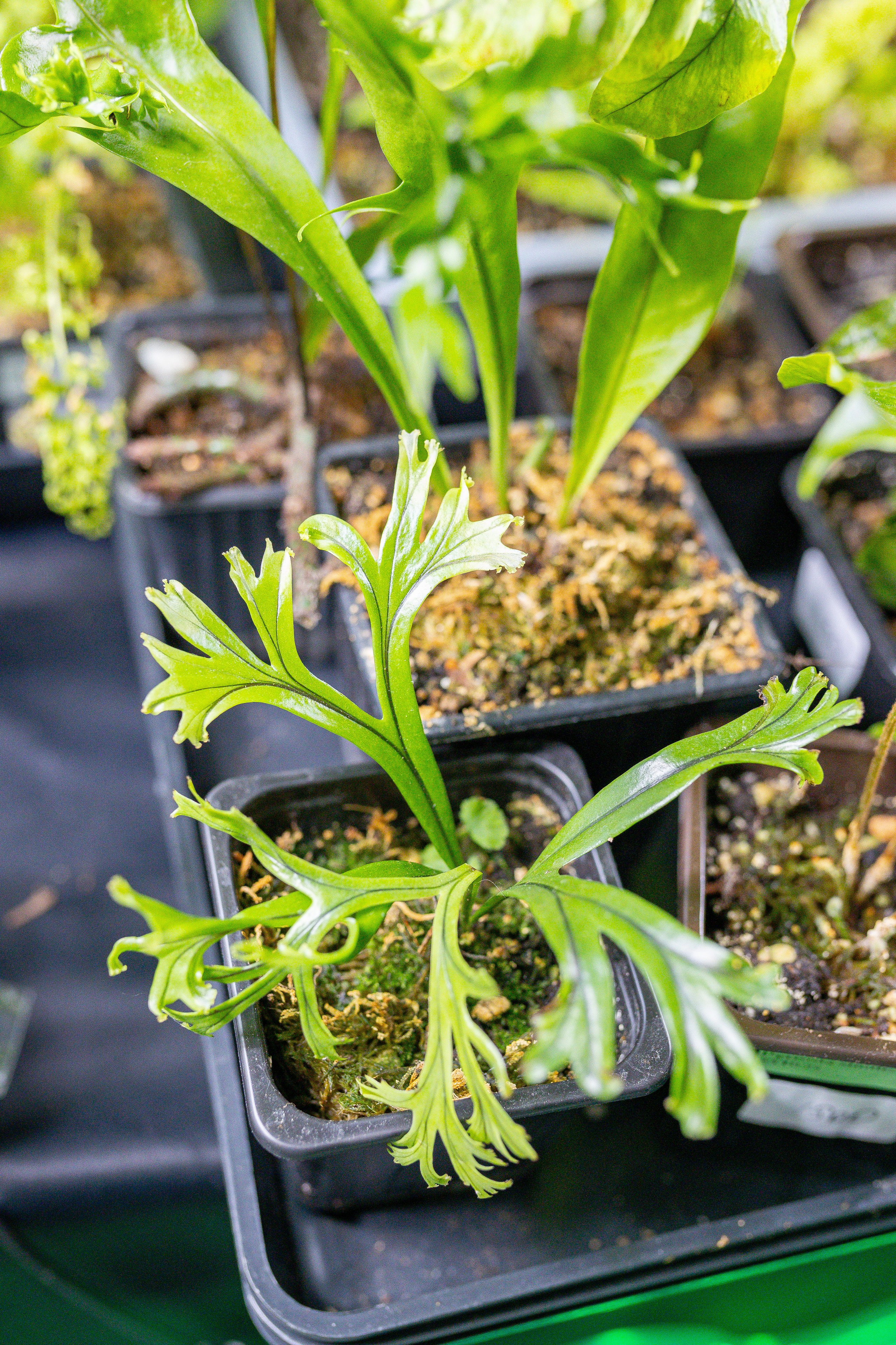 Орхидиум 12.2025. Александра Куликова фотограф, Москва