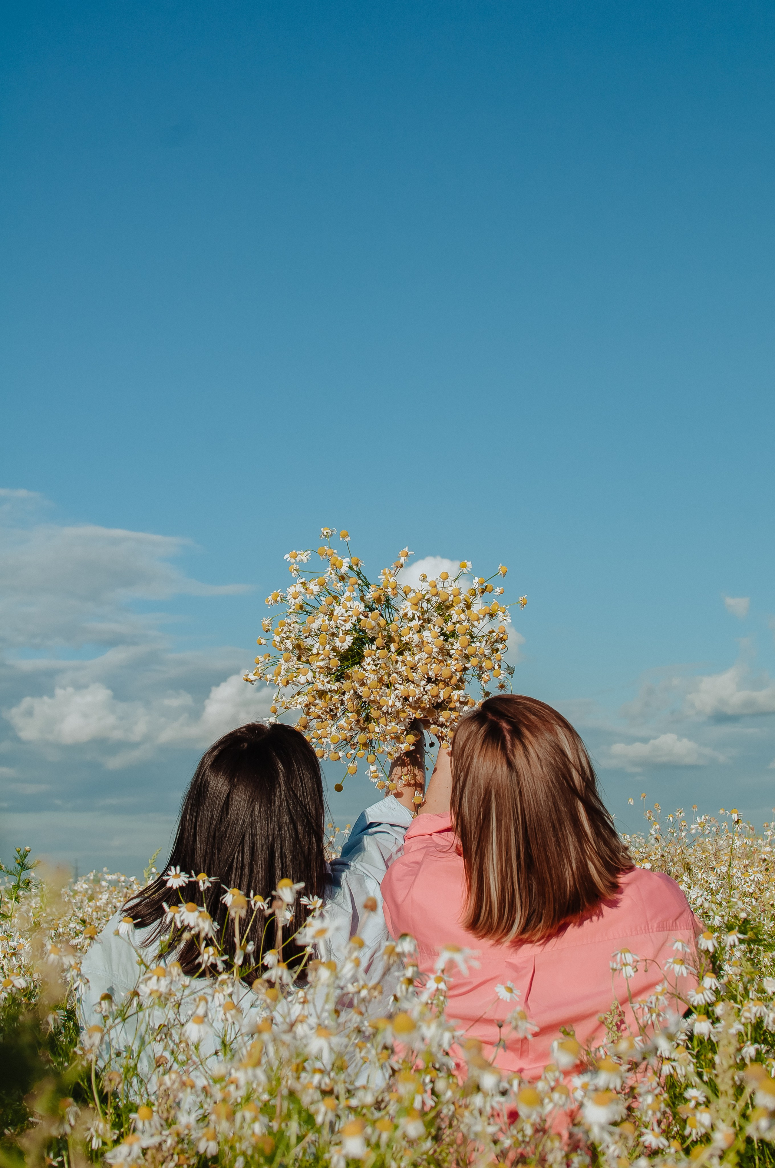 Привет ромашки