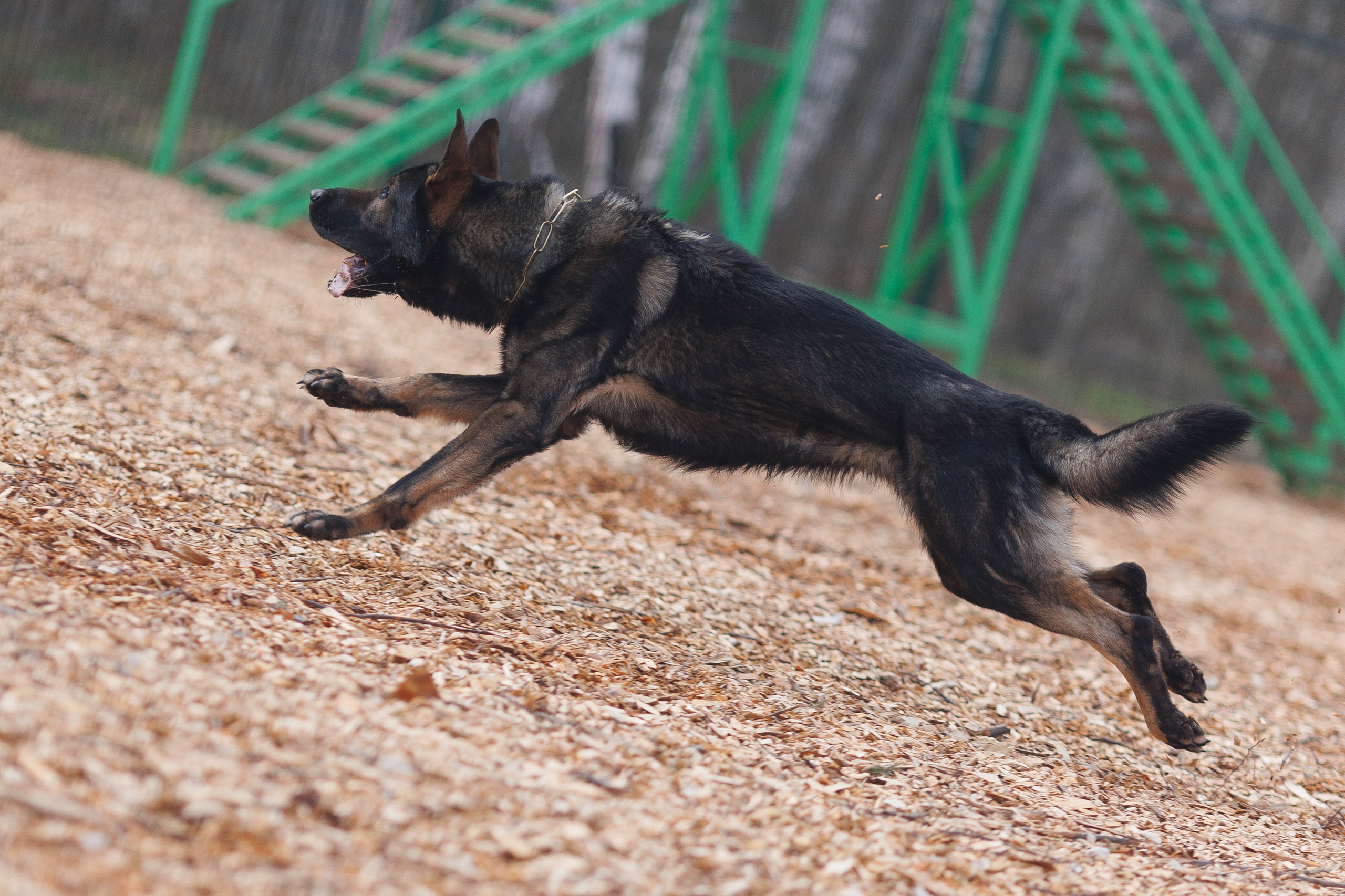 Фотосъемка собак для питомника немецких овчарок. Репортажный фотограф Борис Геер
