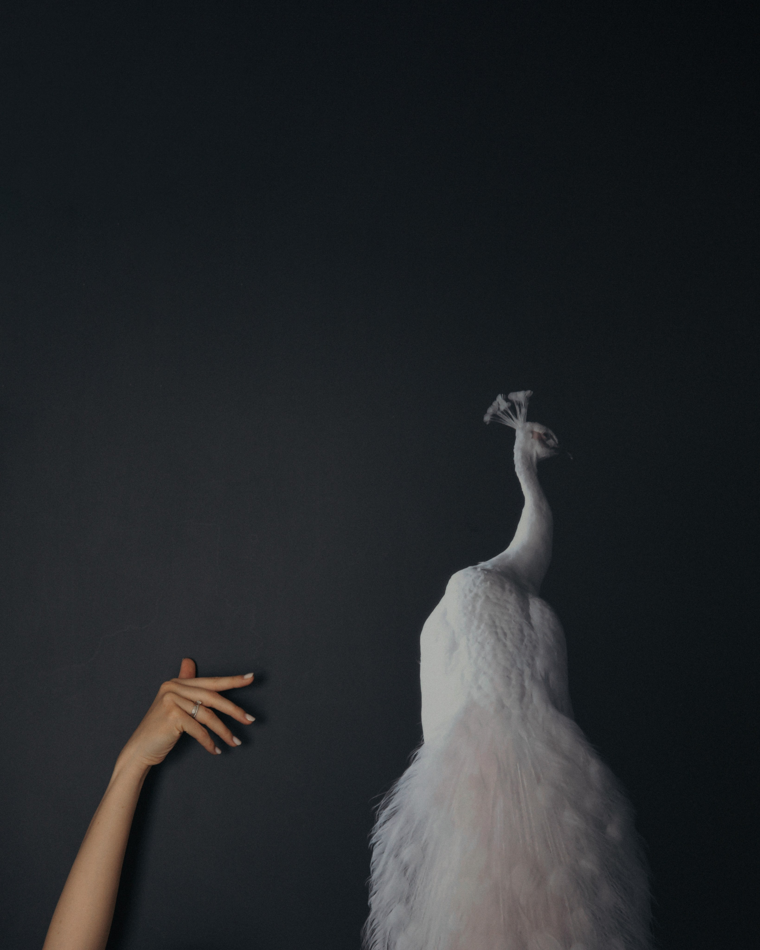 Свадебный фотограф в Астане Асанали Балтахан