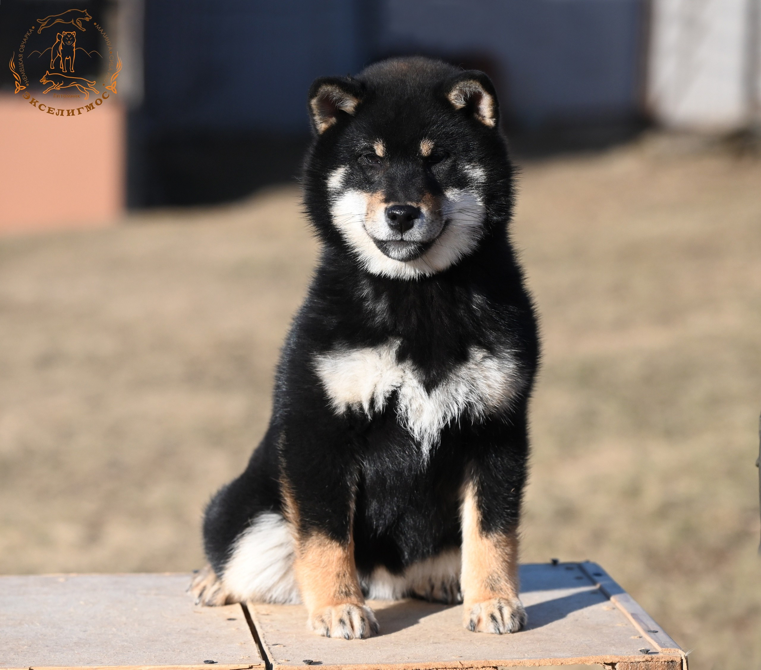 Тáту * Exceligmos Tatsu. Американская акита I Сиба ину I Питомник RUBYLIGHT