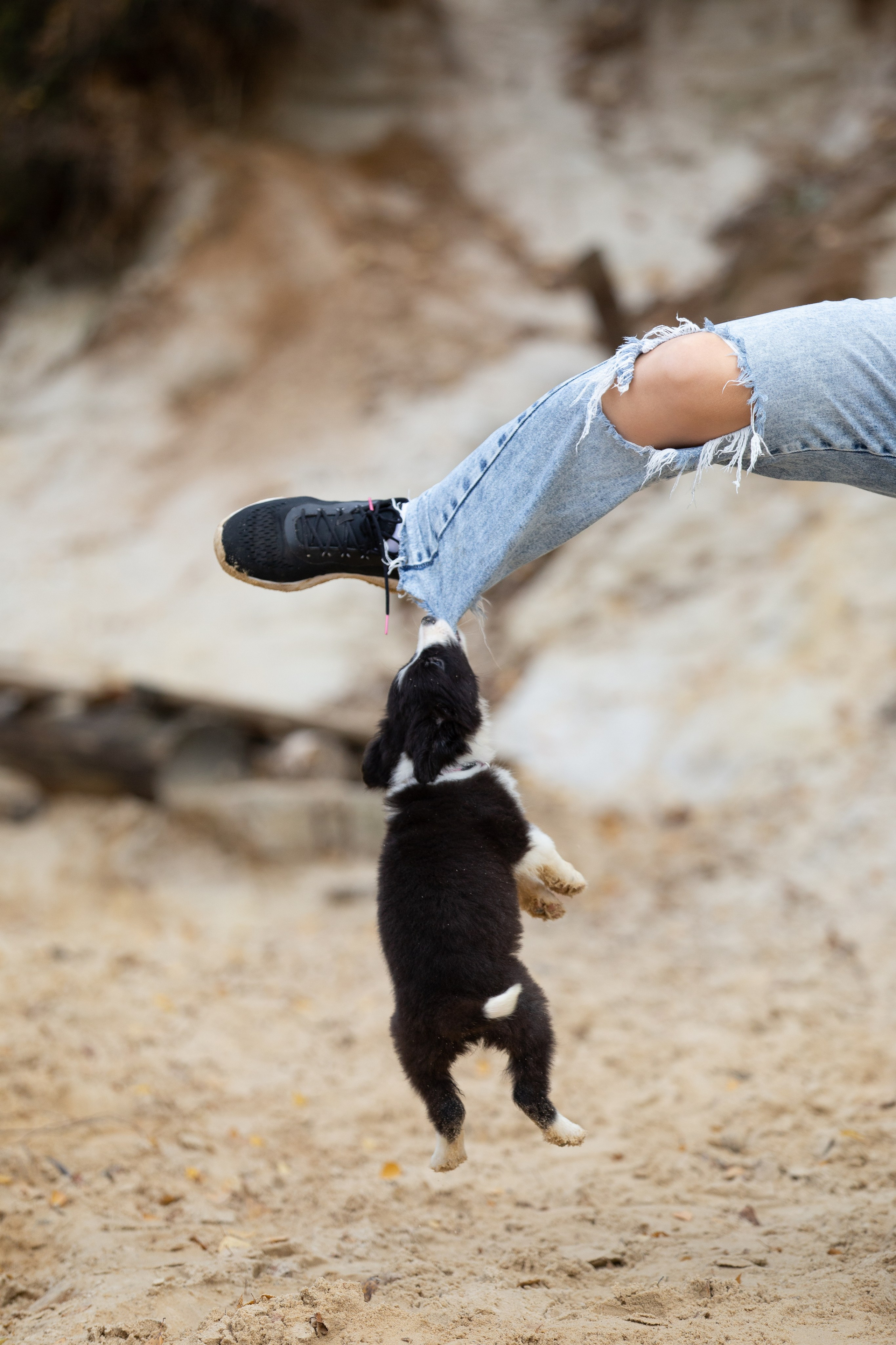 Краски холи. Фотограф анималист Кристина Карпова, Москва