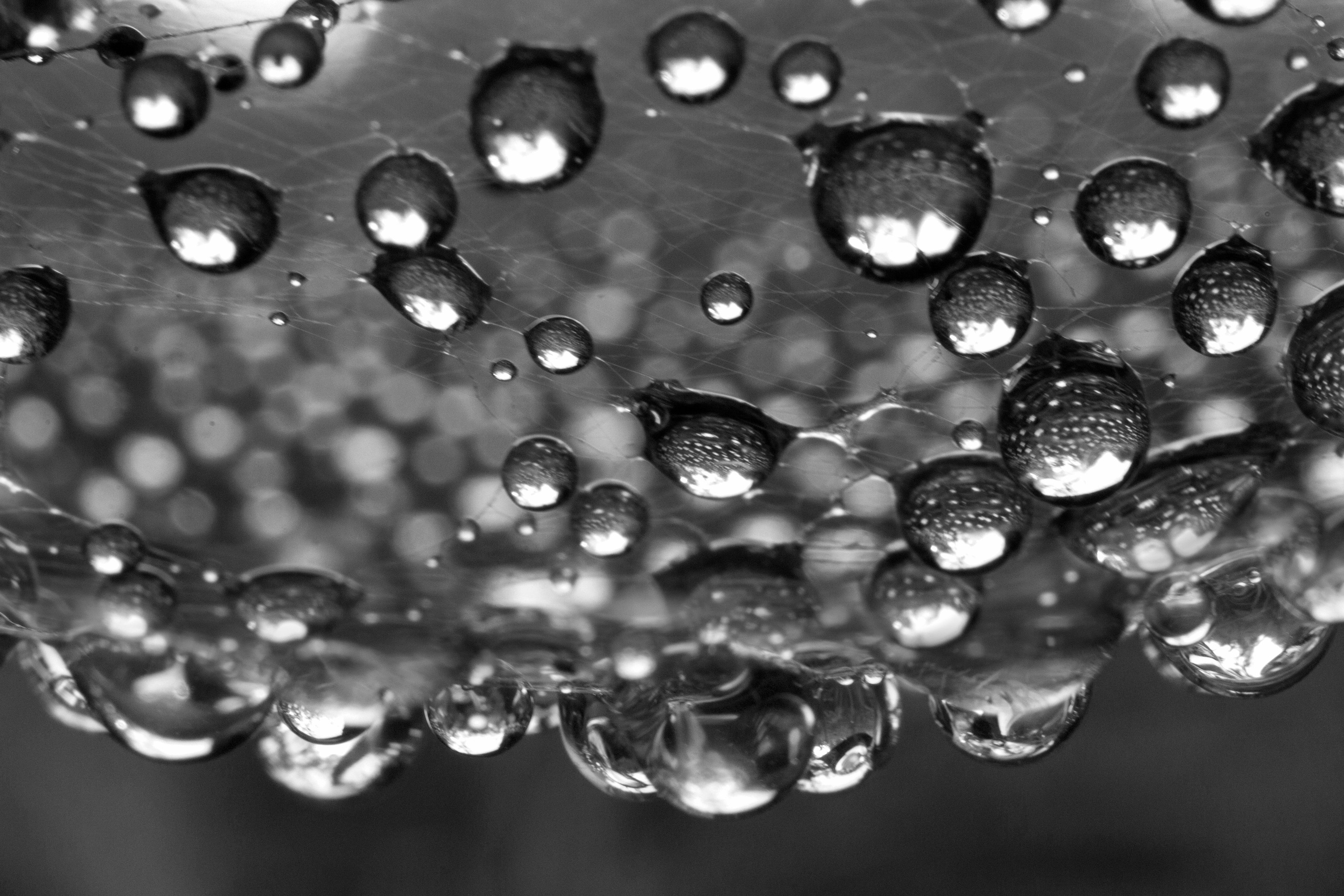 Макро. Фотограф Лагутин Анатолий