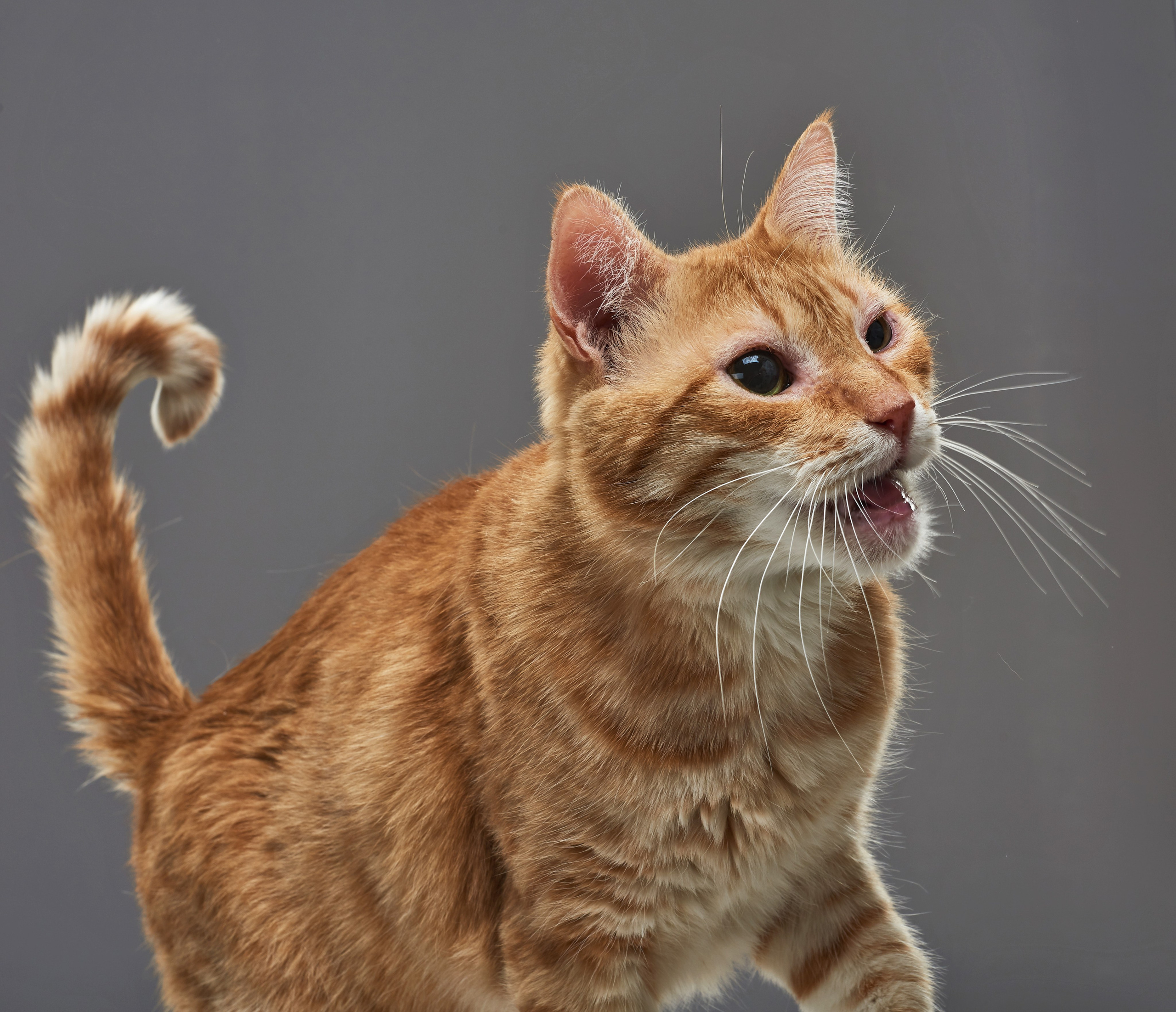 ЖИВОТНЫЕ. Www.apowerstudio.com