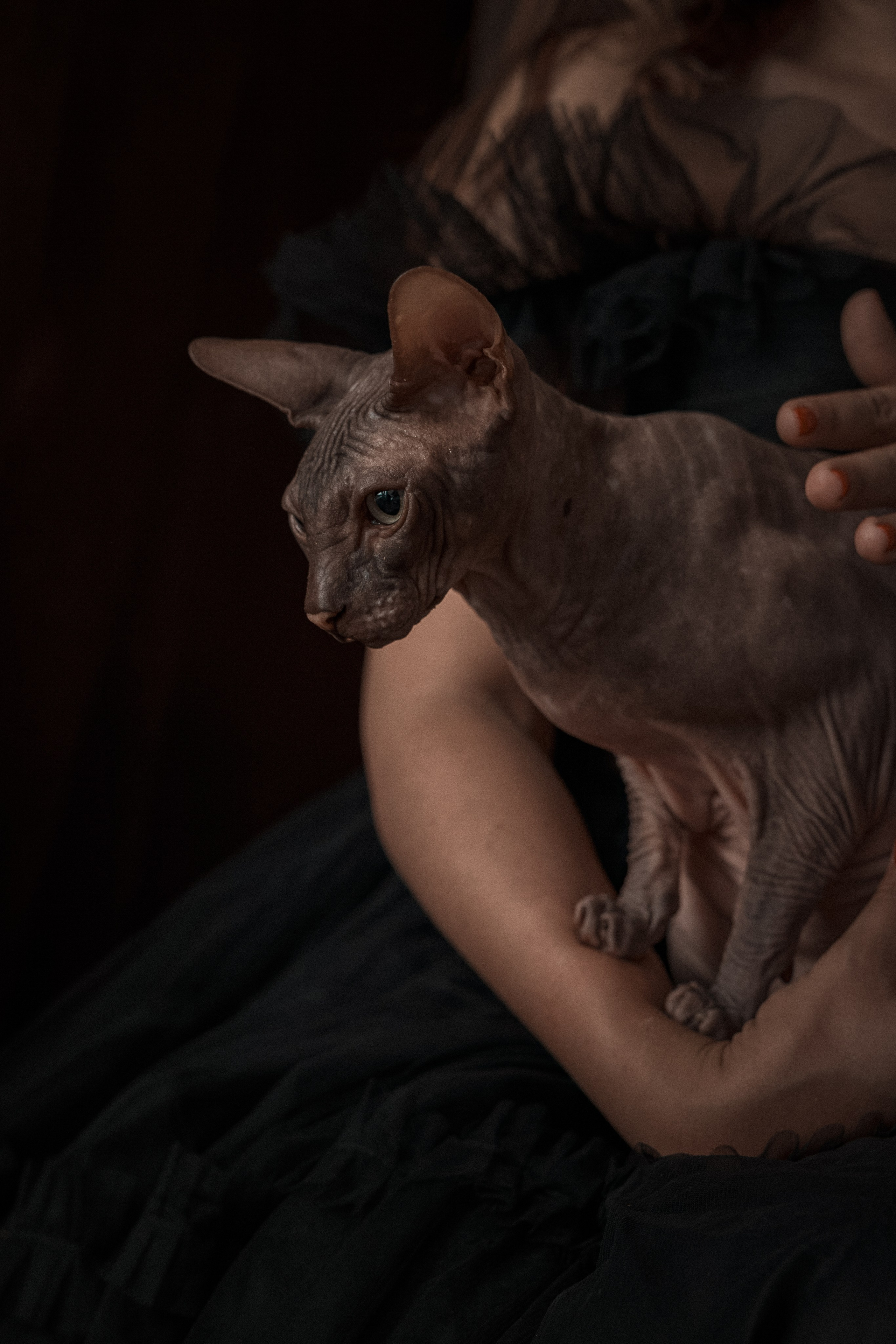 Мария, коты Рамсик и Вася. Фотограф анималист в Казани Алина Сулейманова. Фотограф животных