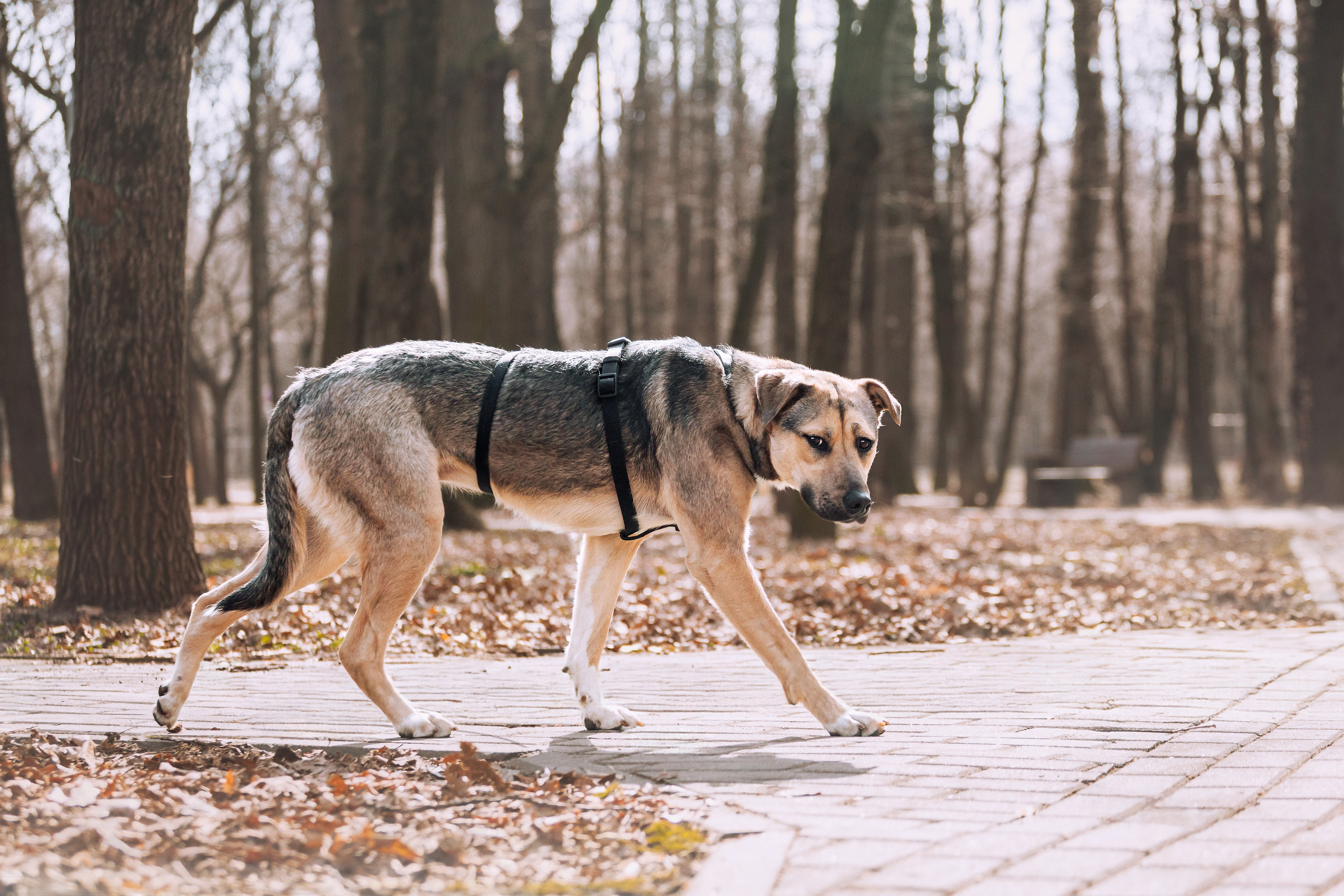 Собаки из приюта Дубовая роща весна 2025. Фотограф-анималист Татьяна Степанова