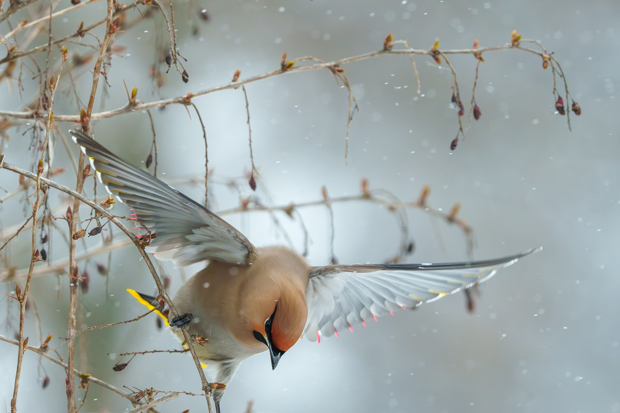 Удивительные мир птиц. Вокруг нас столько прекрасного — присмотритесь!. Ваш личный фотограф Марина Волкова