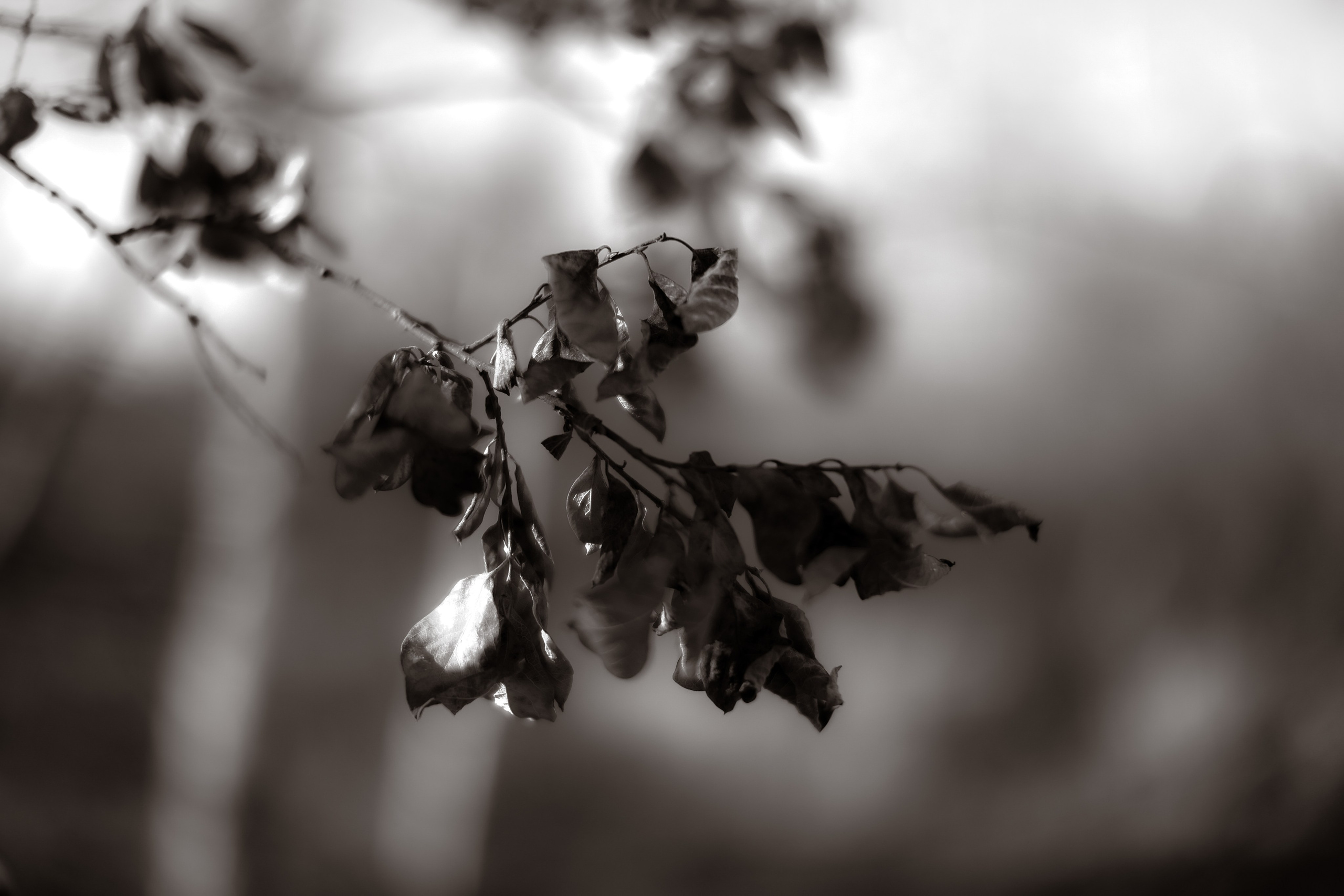 В ожидании Halloween. Art my Pho