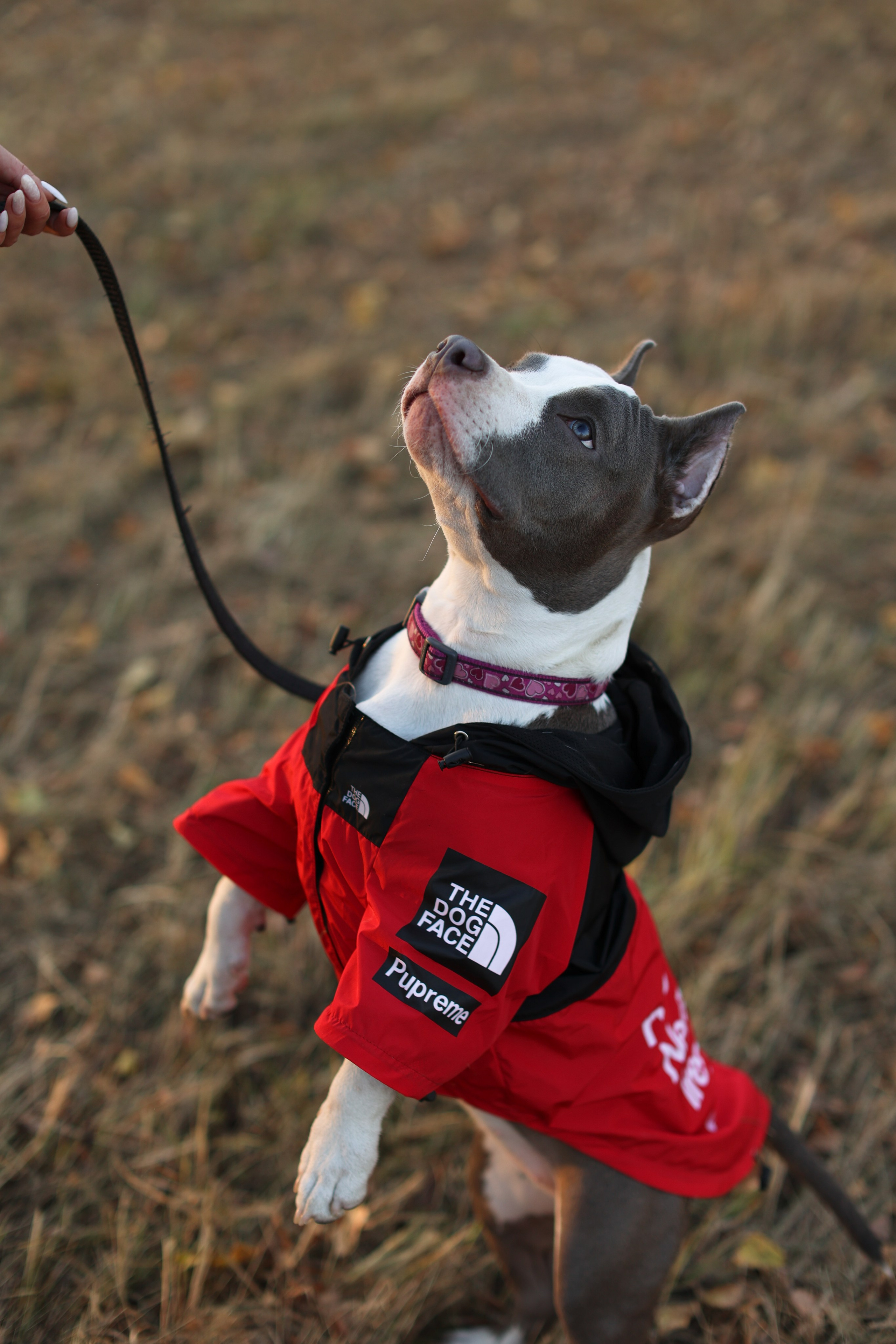 Осень. Art my Pho